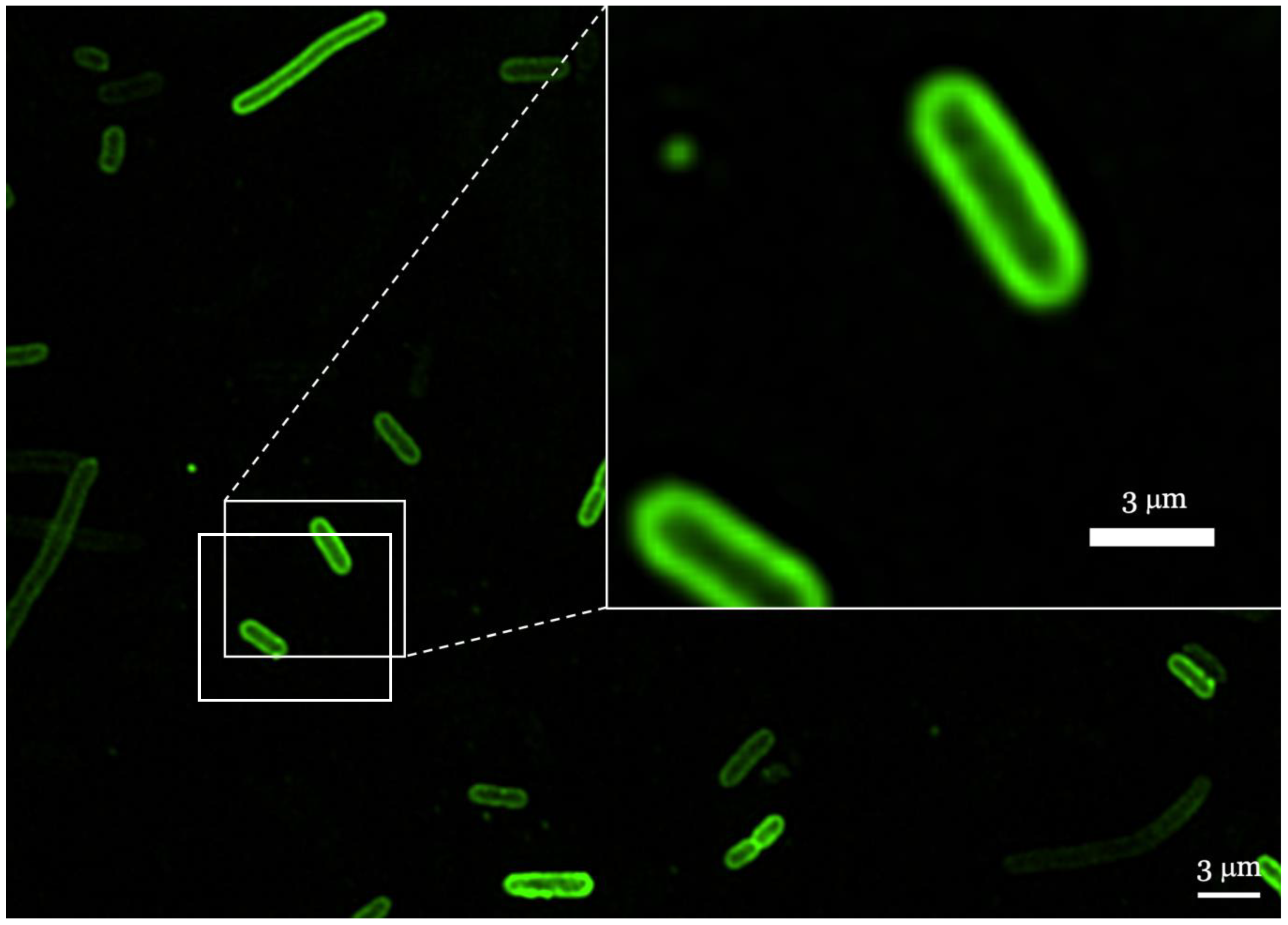 Antibiotics 12 00551 g005