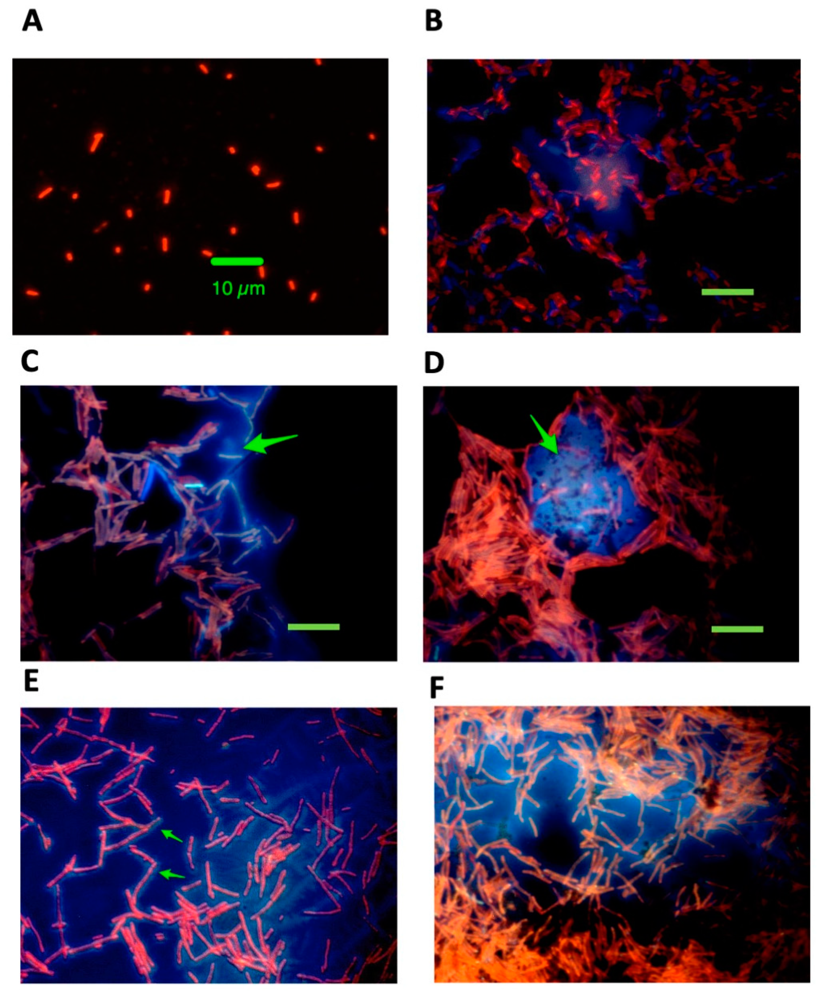 Antibiotics 12 00649 g004 Antibiotics 12 00649 g004