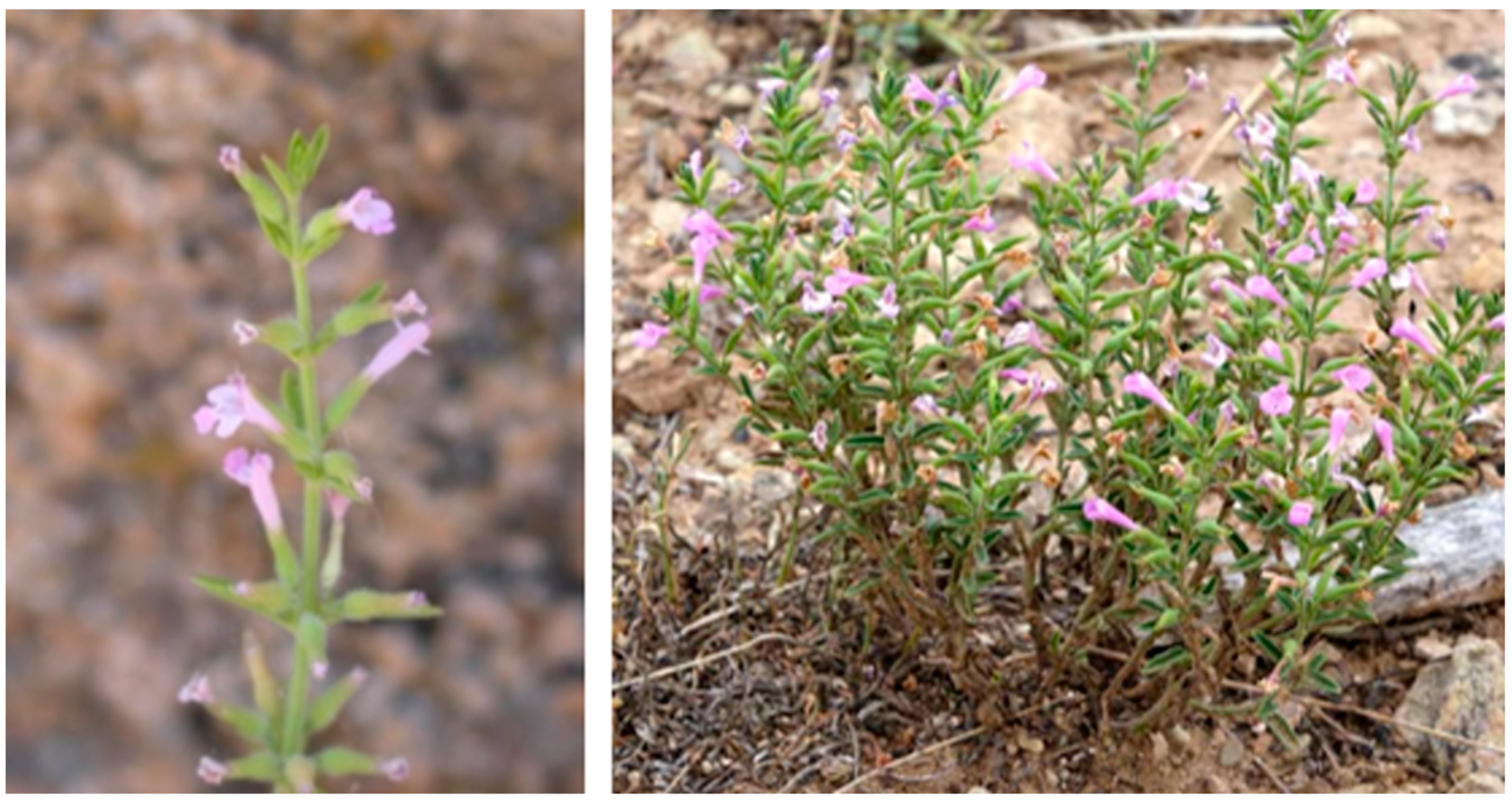 Antibiotics 12 00833 g001 Antibiotics 12 00833 g001