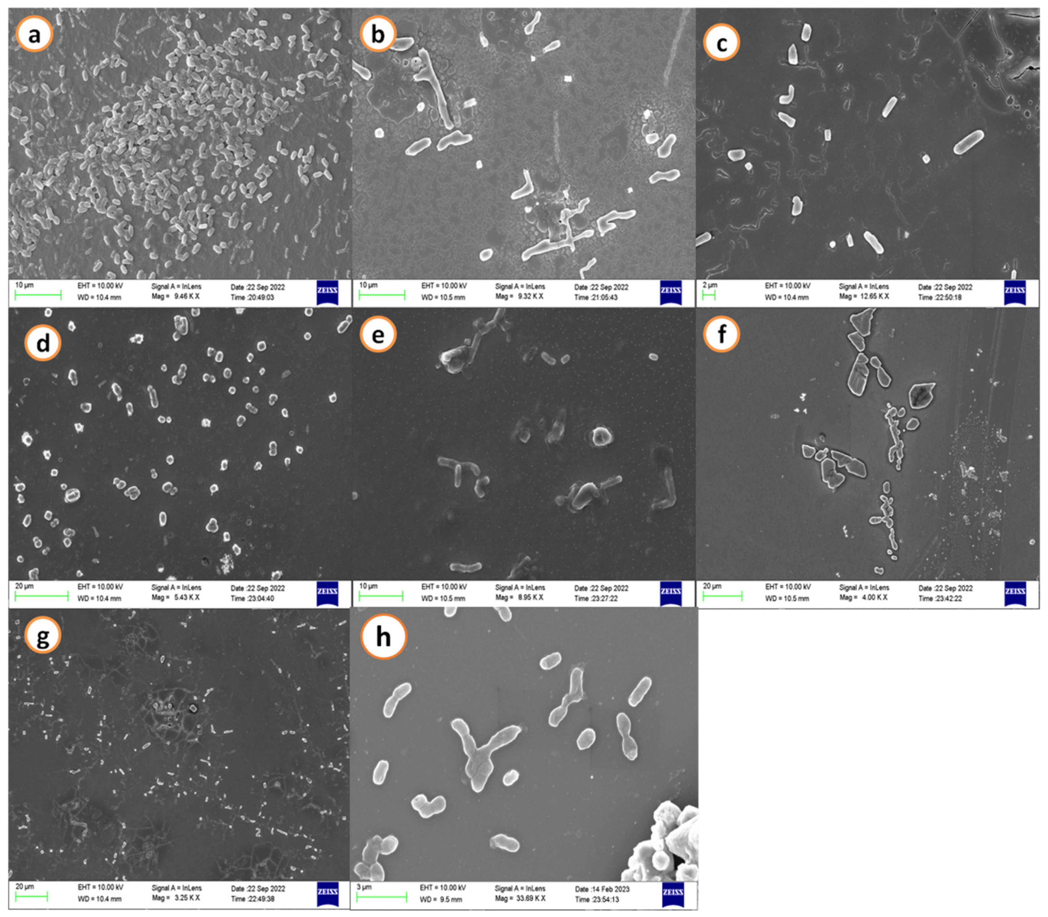 Antibiotics 12 00891 g001