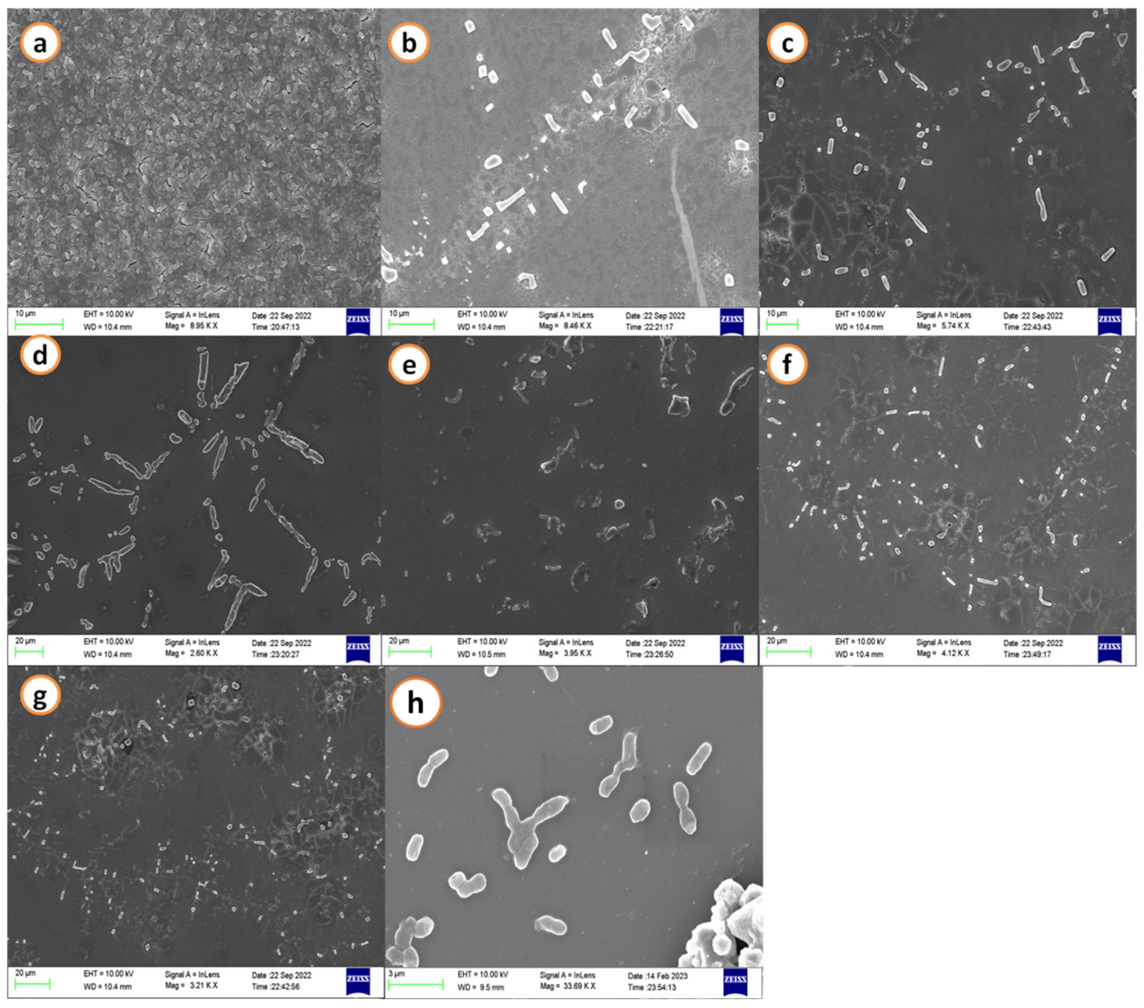 Antibiotics 12 00891 g002