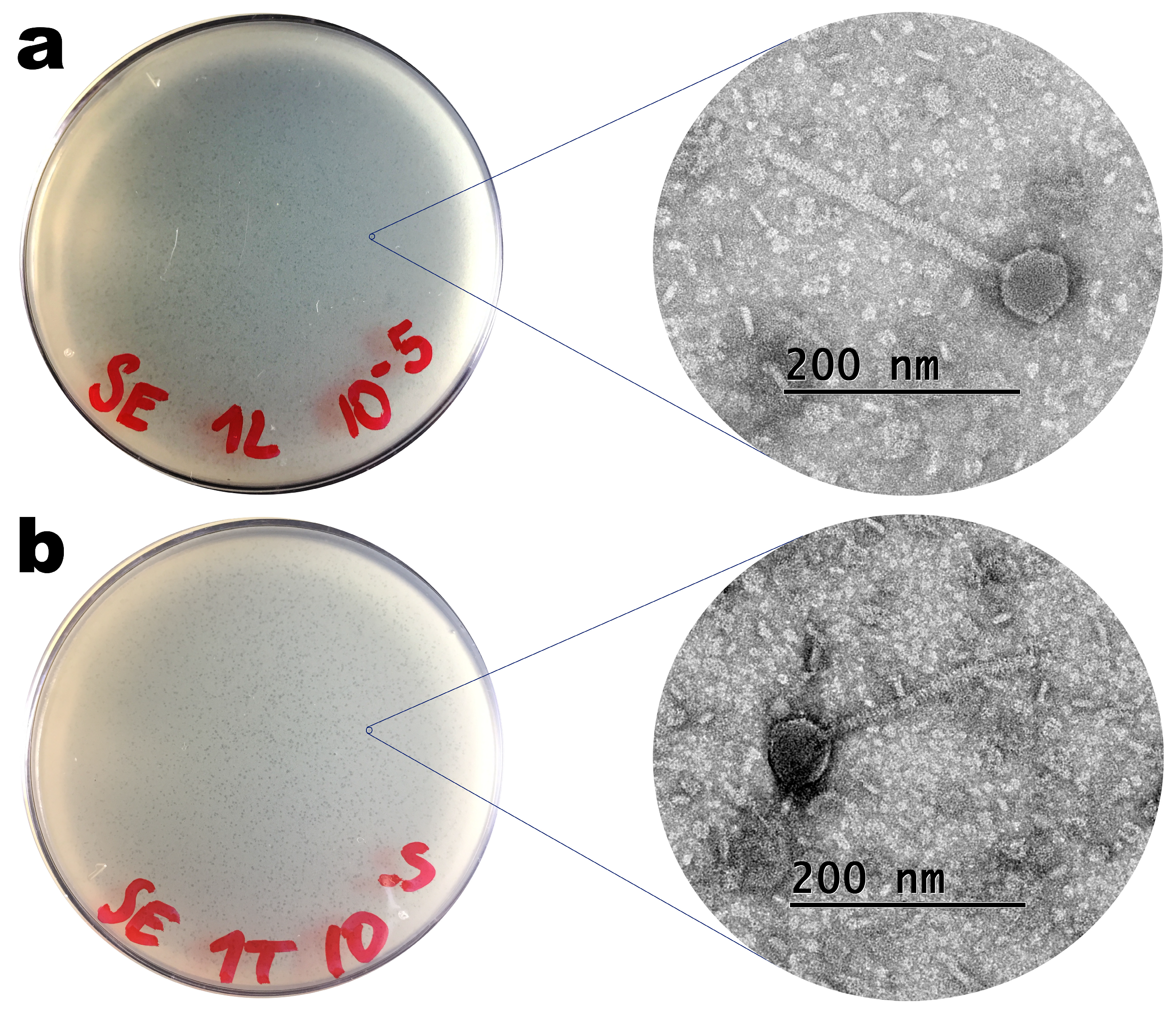 Antibiotics 12 00988 g002 Antibiotics 12 00988 g002