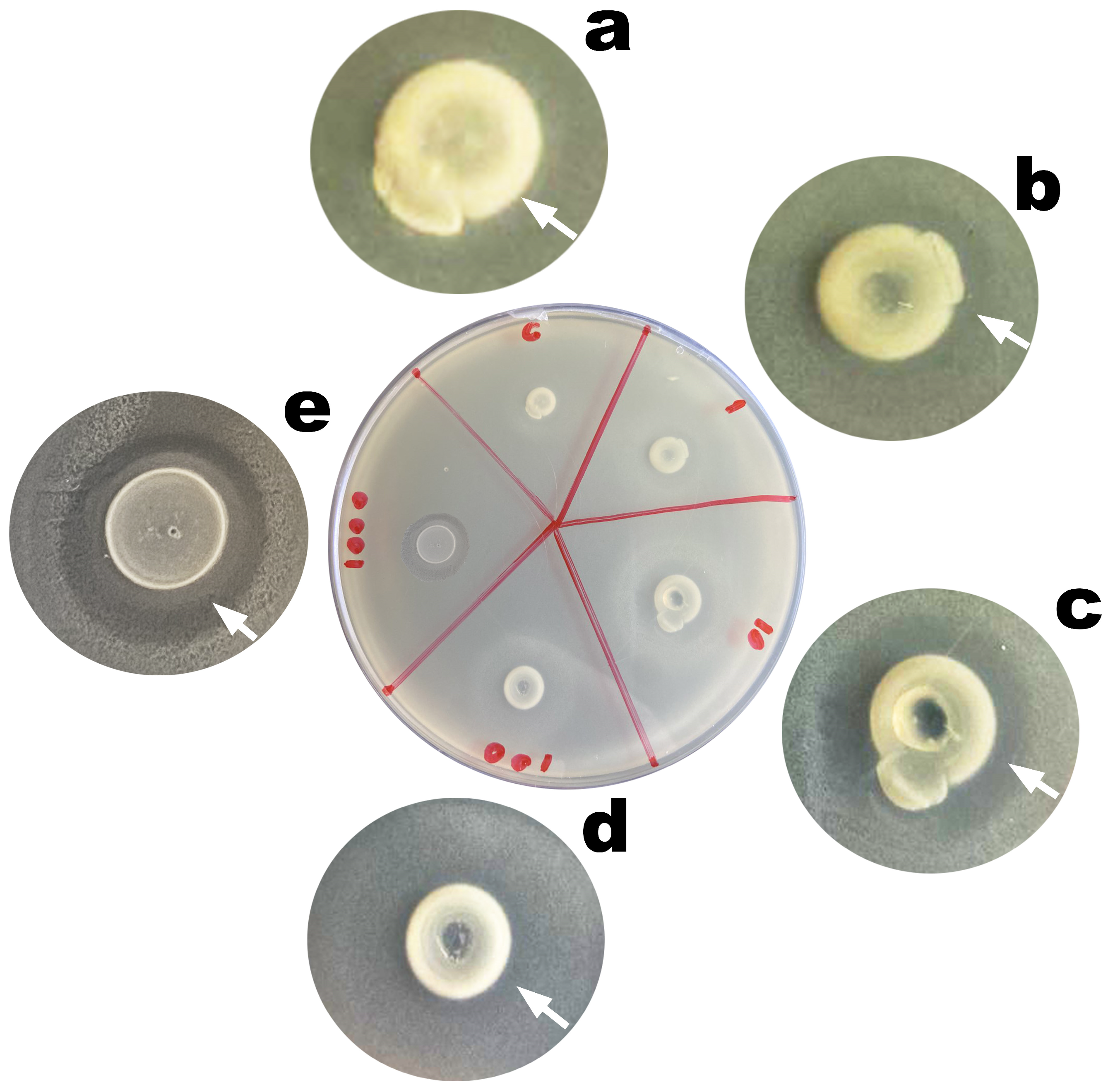 Antibiotics 12 00988 g009 Antibiotics 12 00988 g009