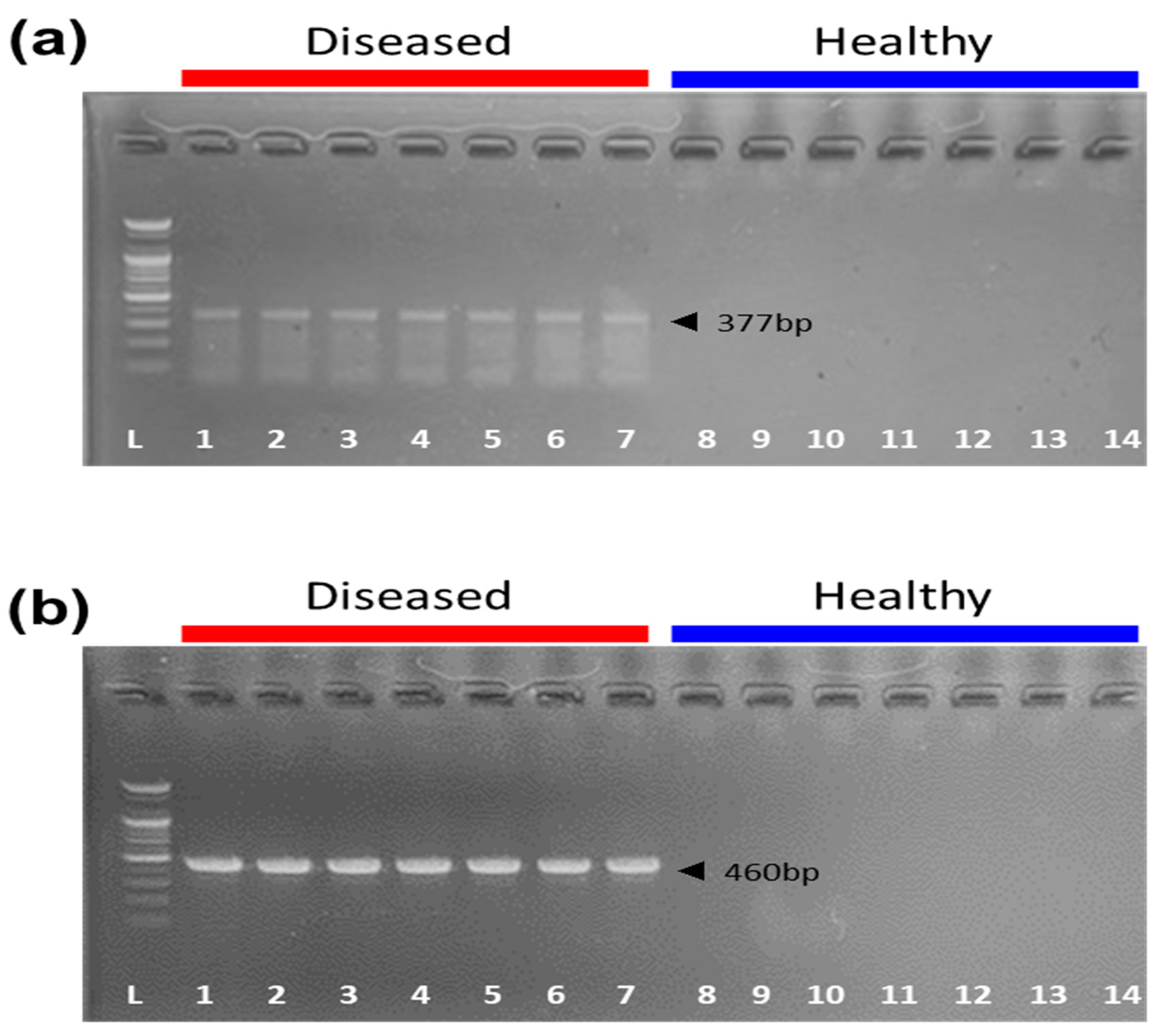 Antibiotics 12 01023 g001