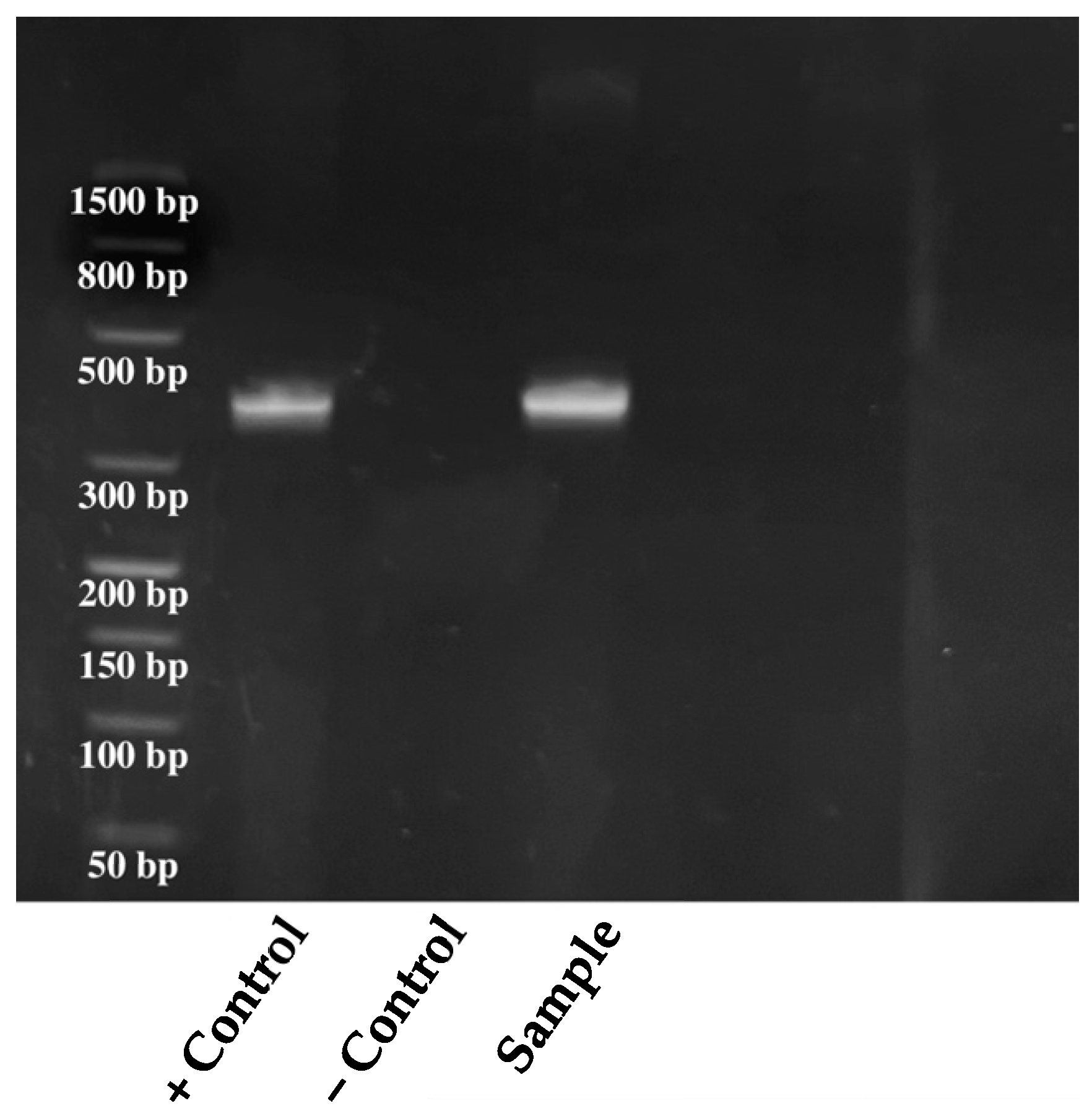 Antibiotics 12 01033 g003