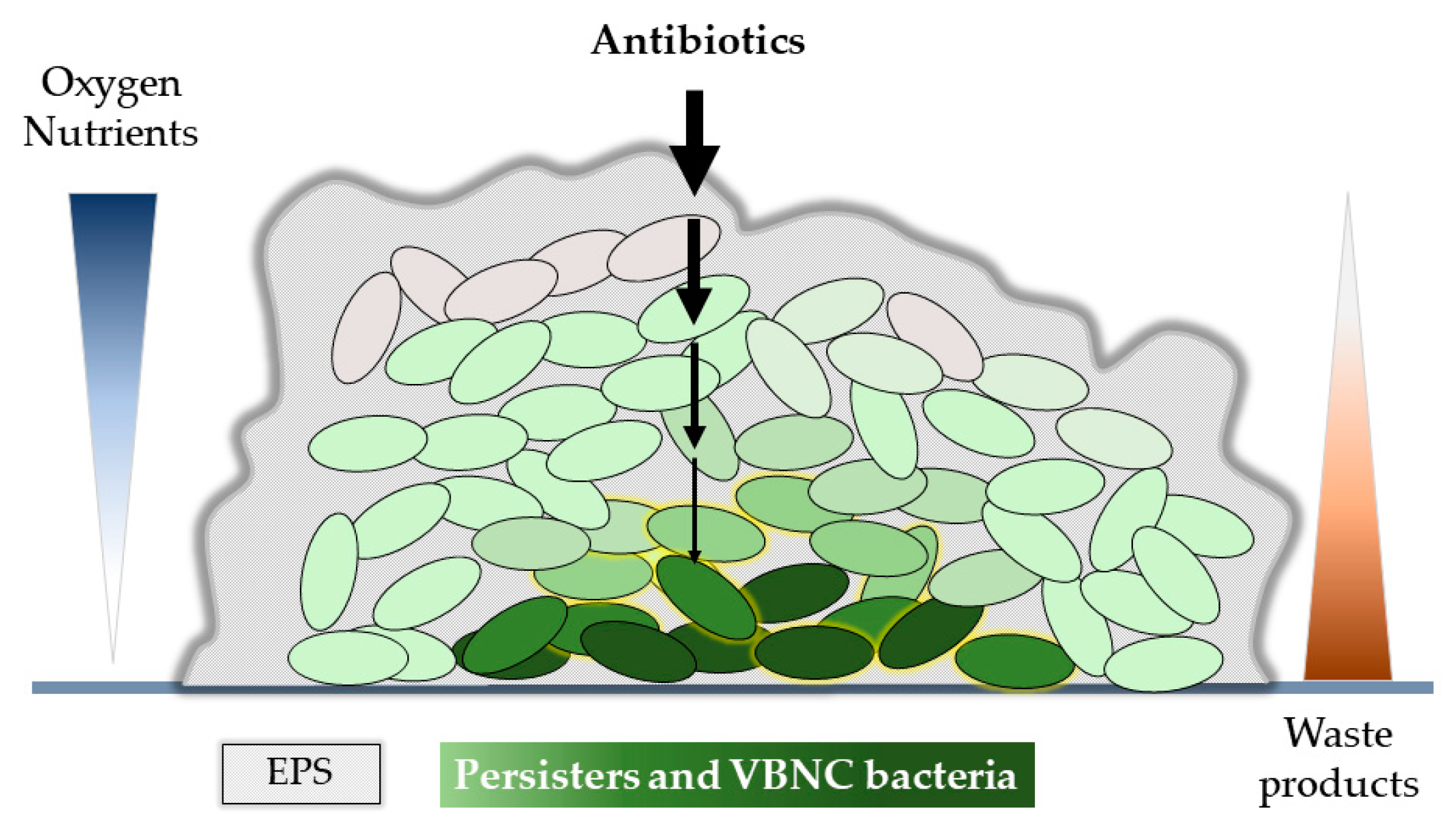 Antibiotics 12 01044 g002