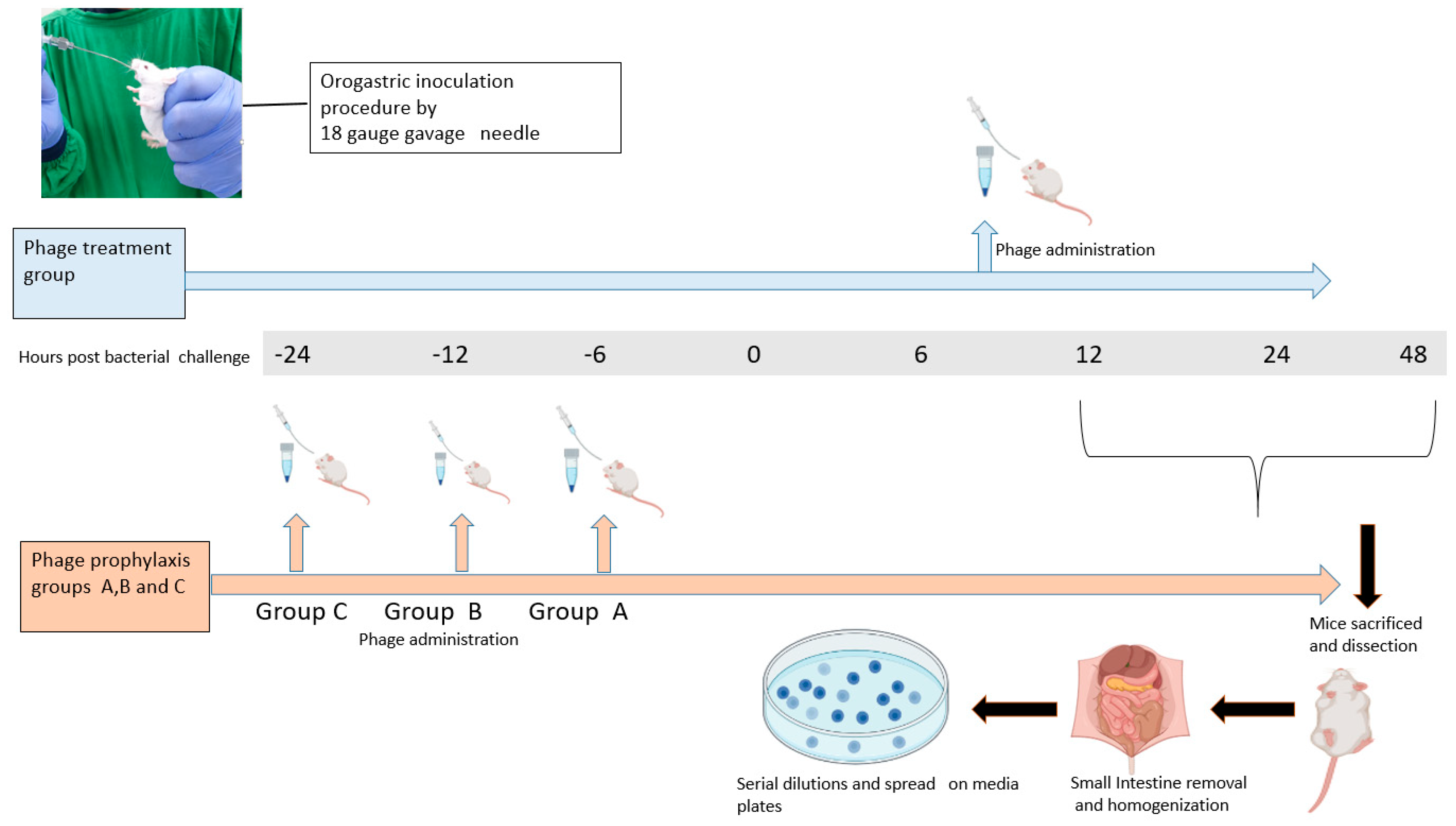 Antibiotics 12 01046 g001