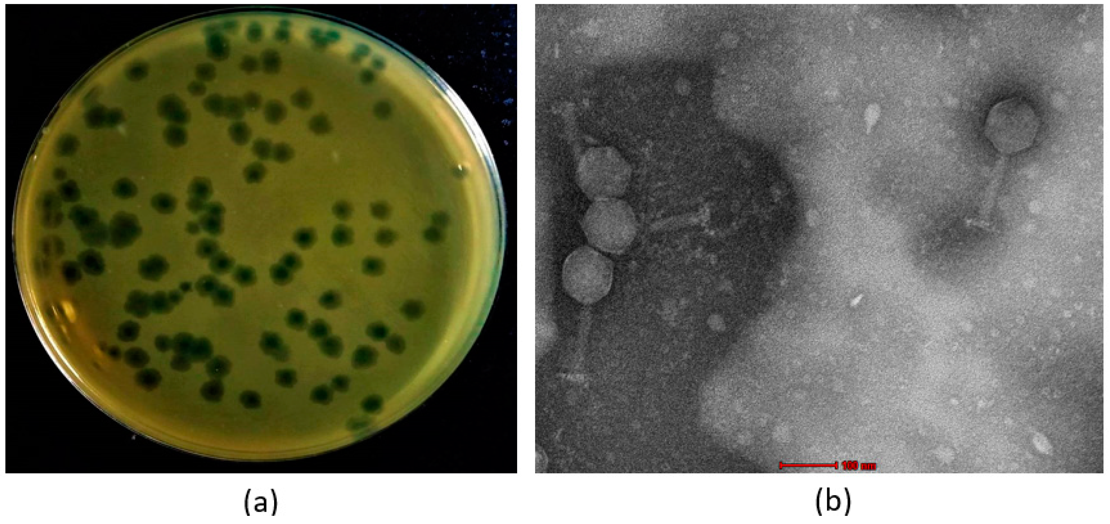 Antibiotics 12 01046 g002