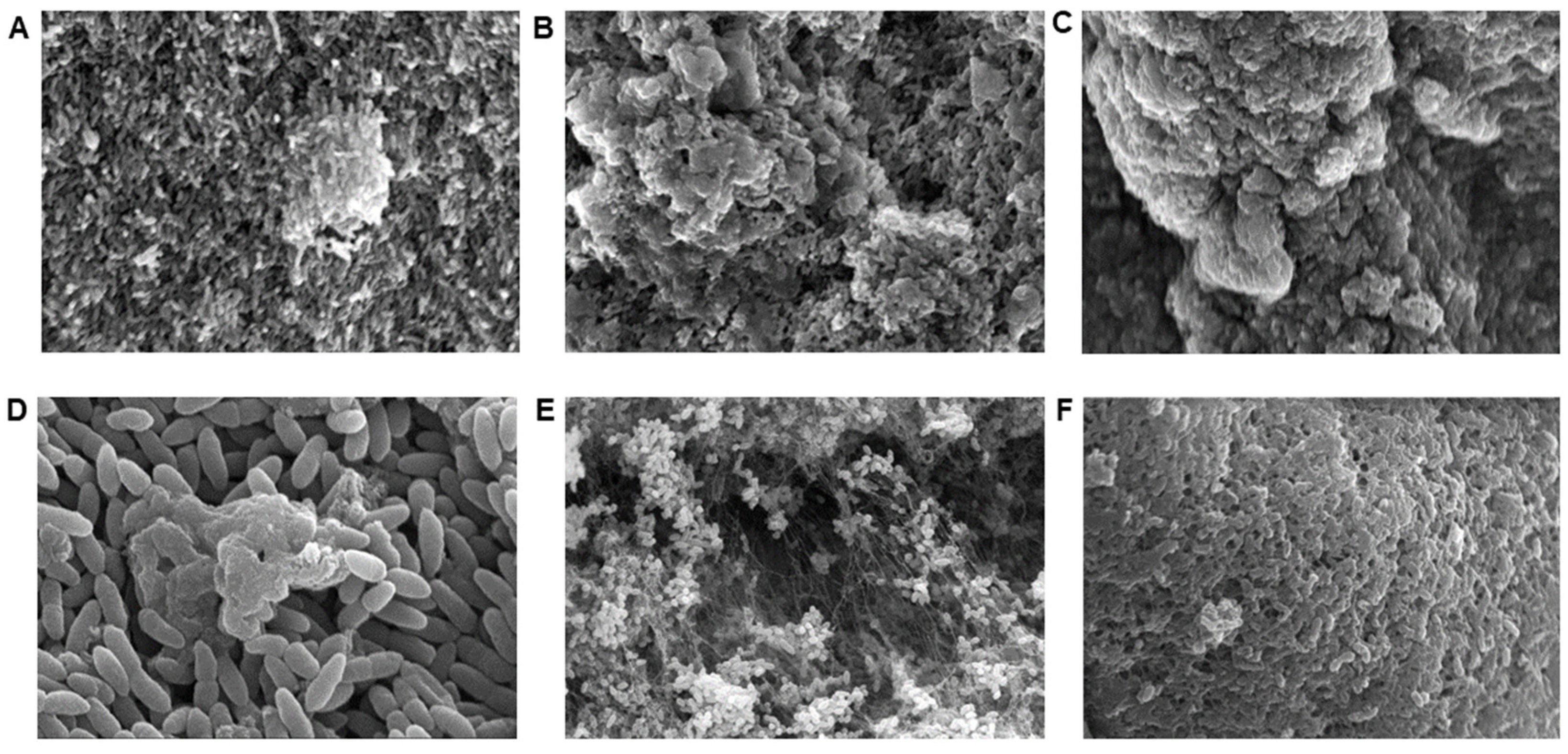 Antibiotics 12 01078 g001