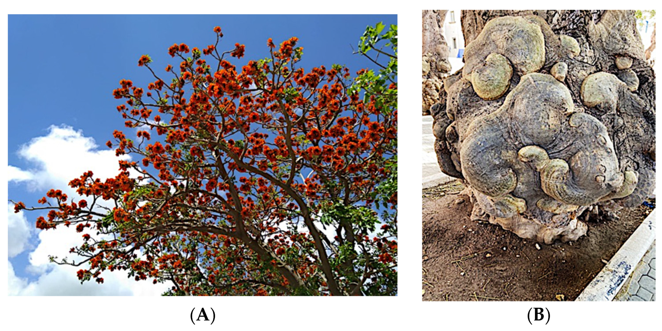 Antibiotics 12 01098 g001