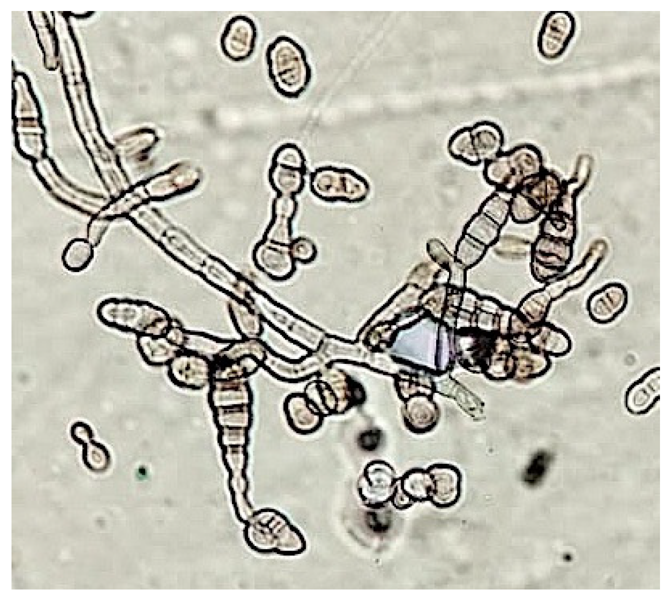 Antibiotics 12 01098 g005