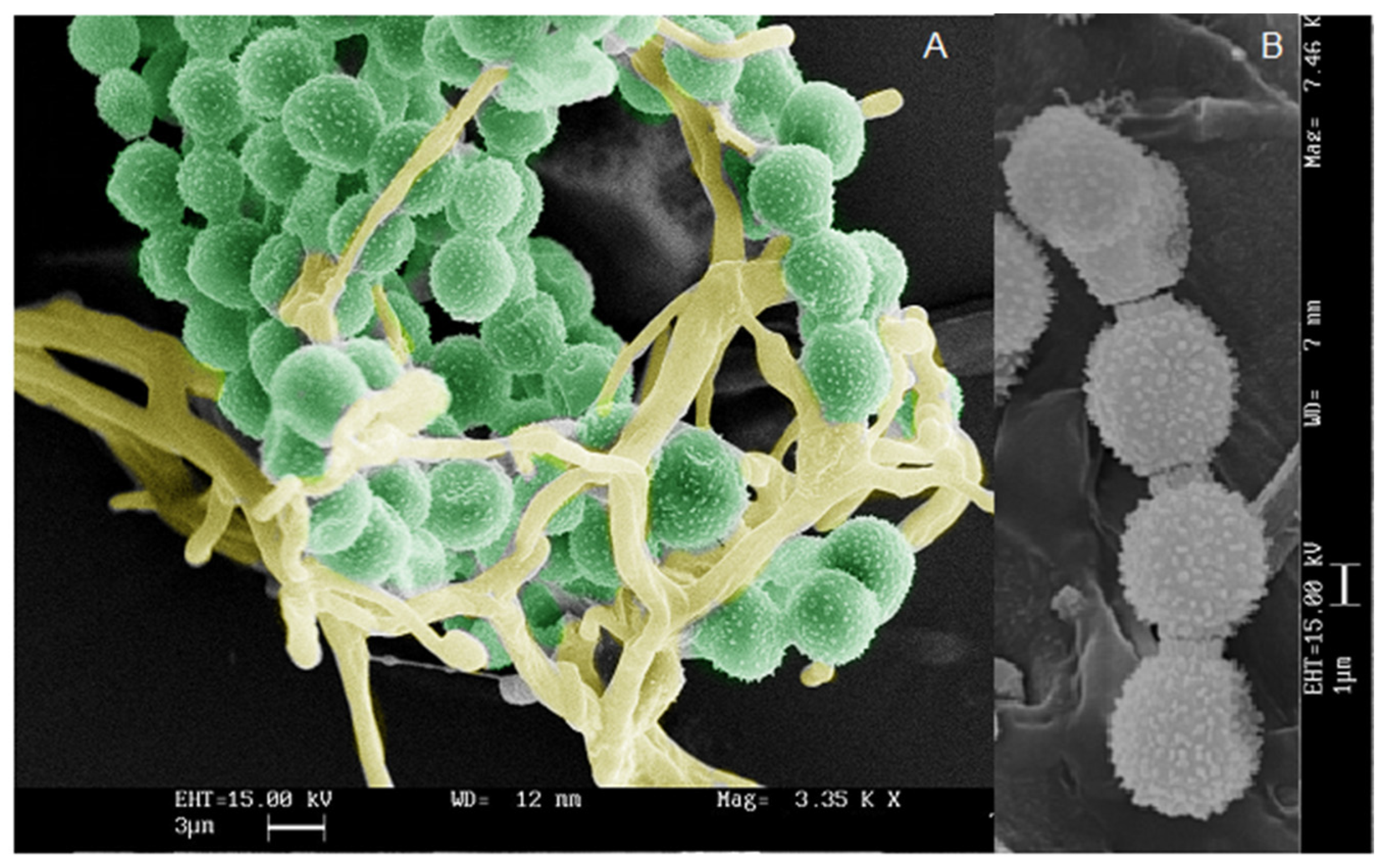Antibiotics 12 01098 g006