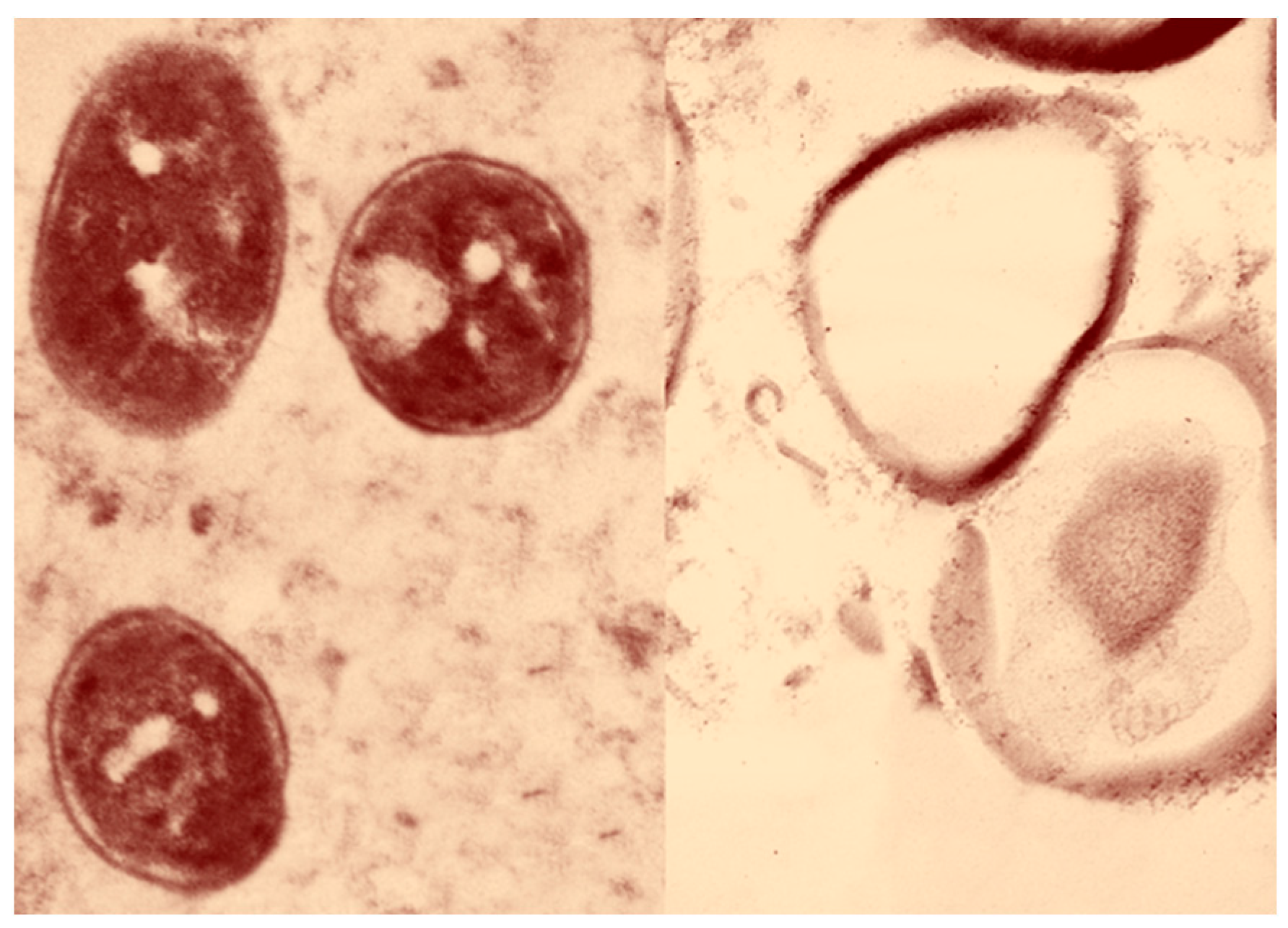 Antibiotics 12 01197 g002 Antibiotics 12 01197 g002