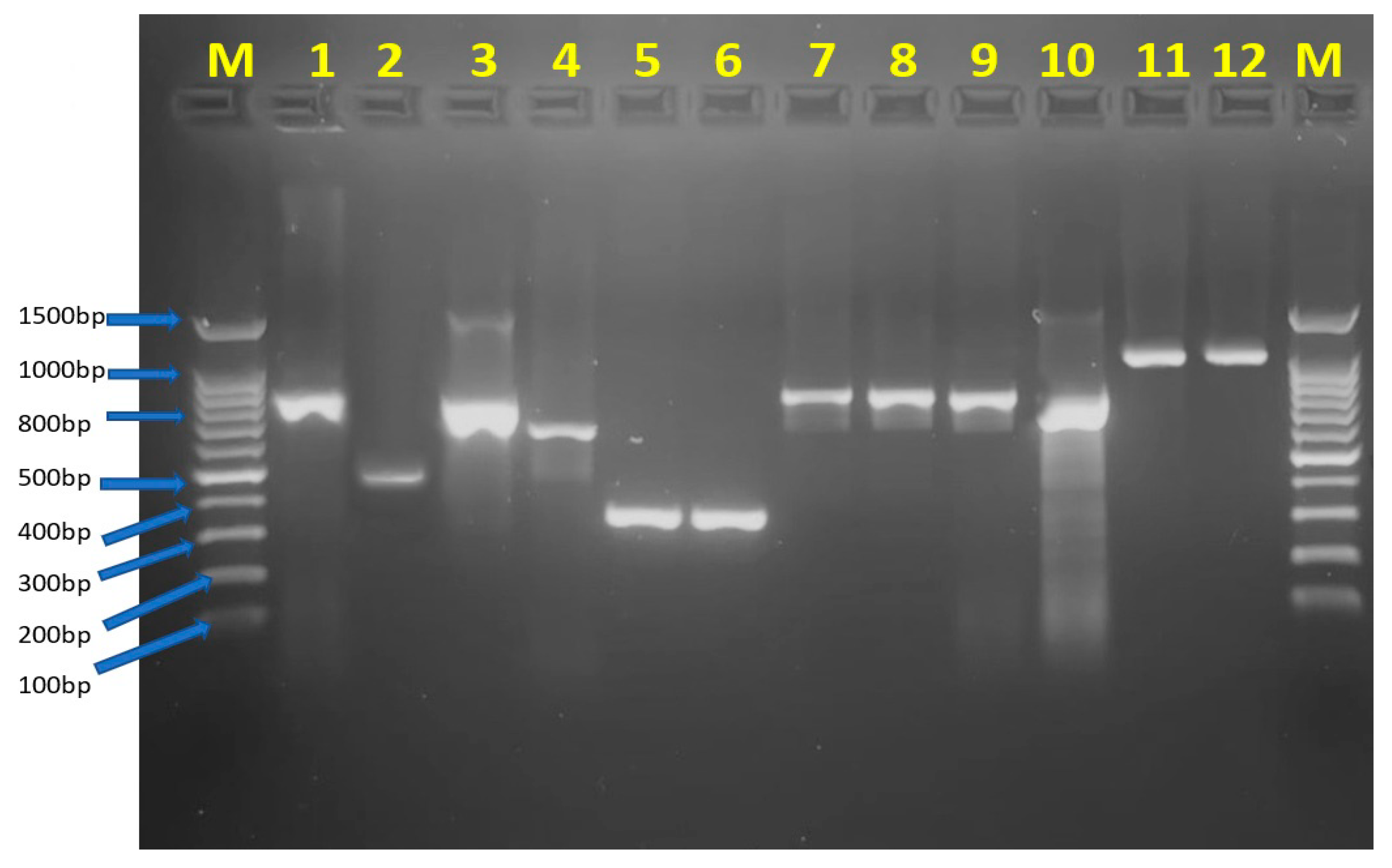 Antibiotics 12 01198 g002