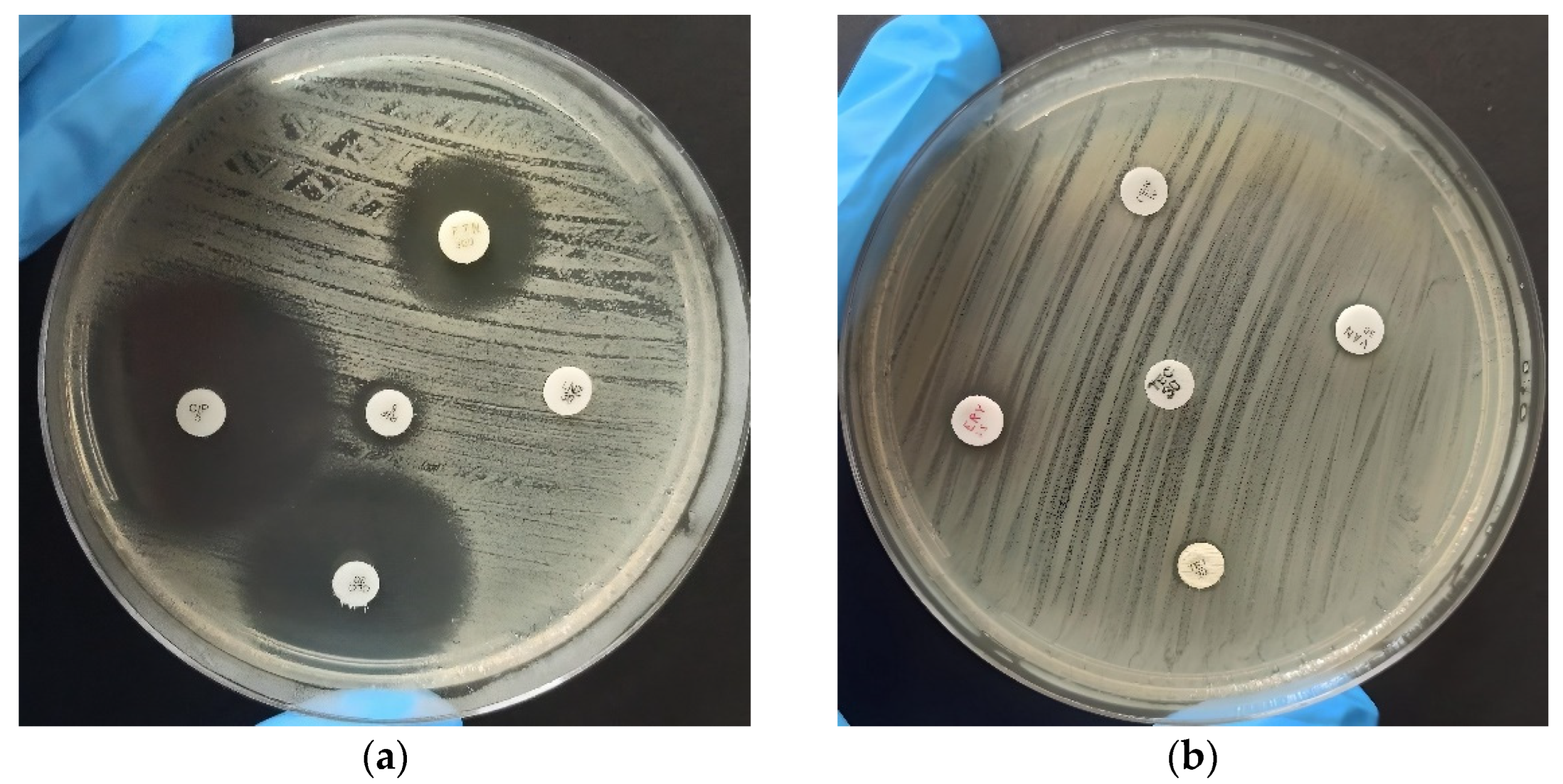 Antibiotics 12 01243 g001