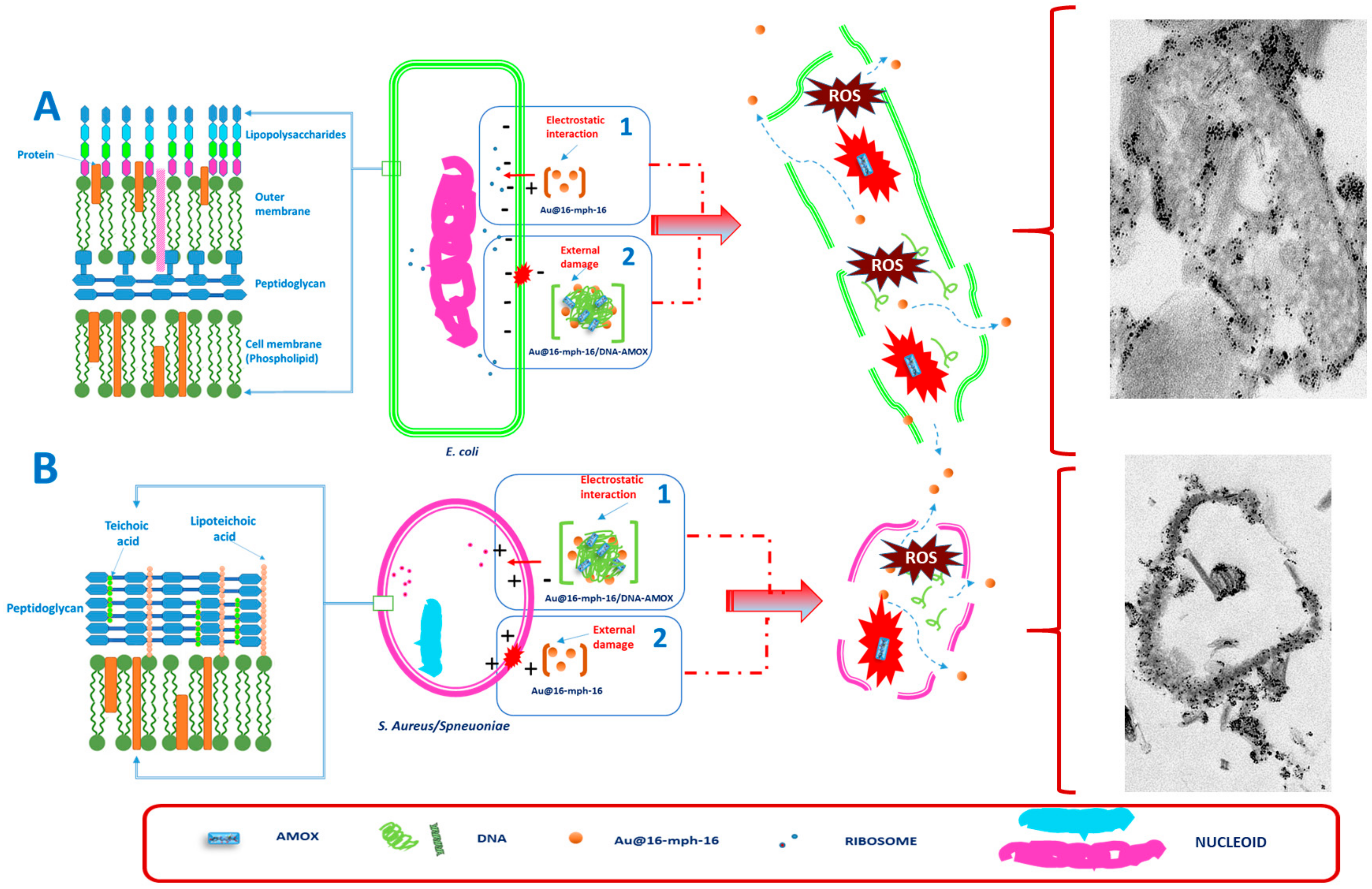 Antibiotics 12 01275 sch003