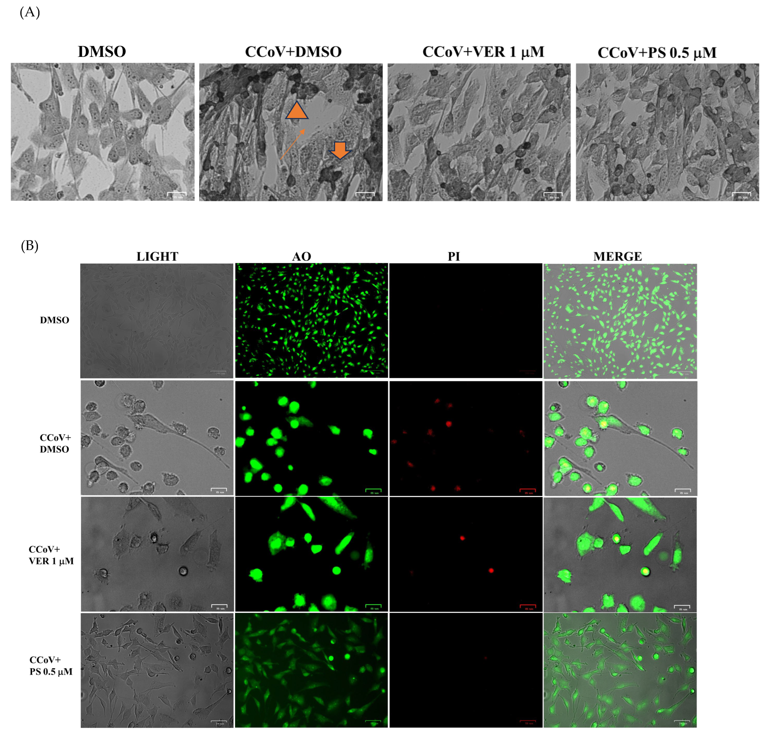 Antibiotics 12 01319 g004