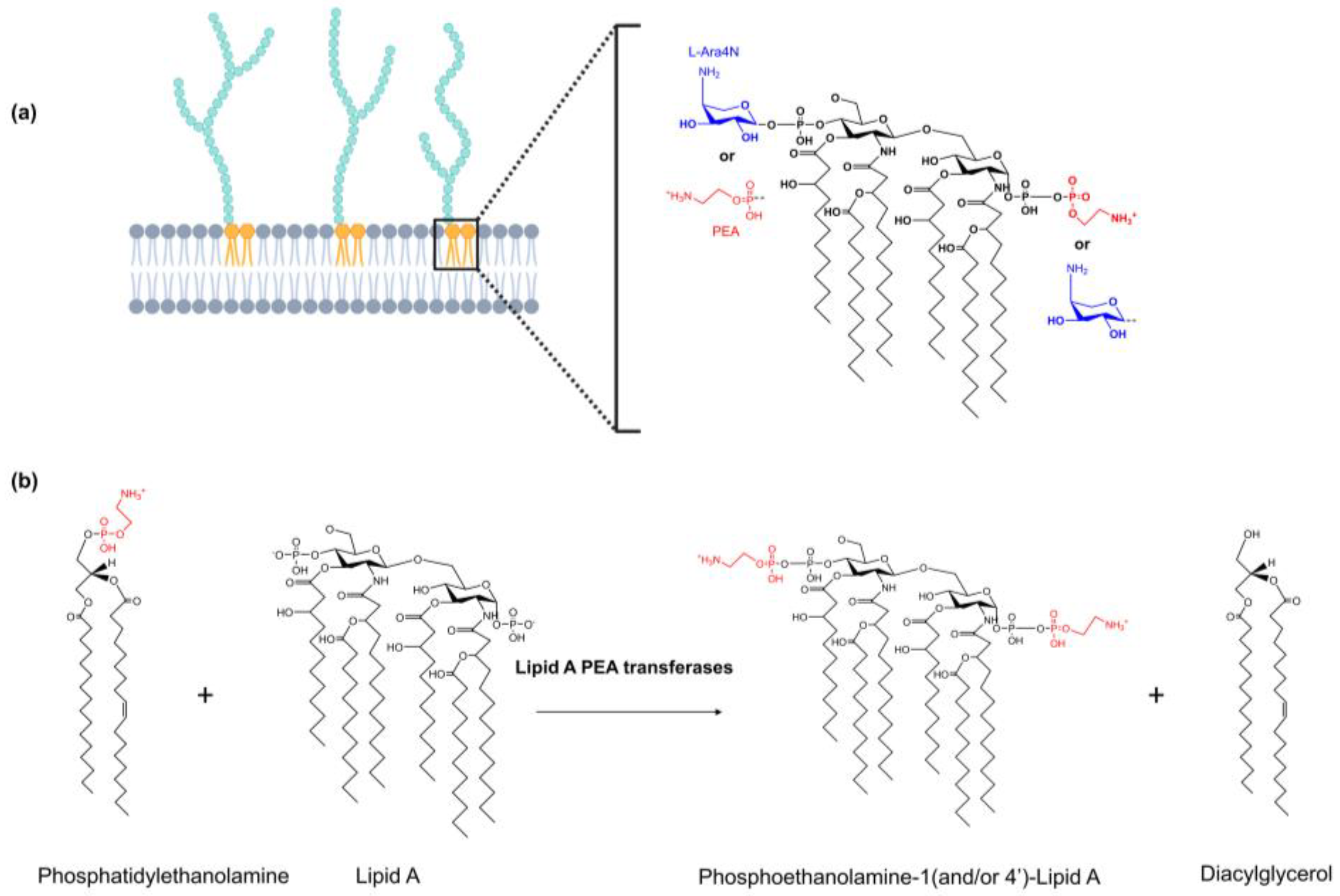 Antibiotics 12 01382 g001