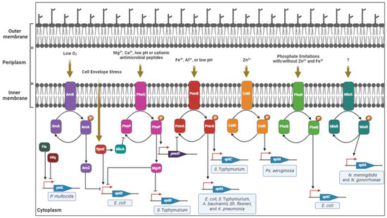 Antibiotics 12 01382 g004
