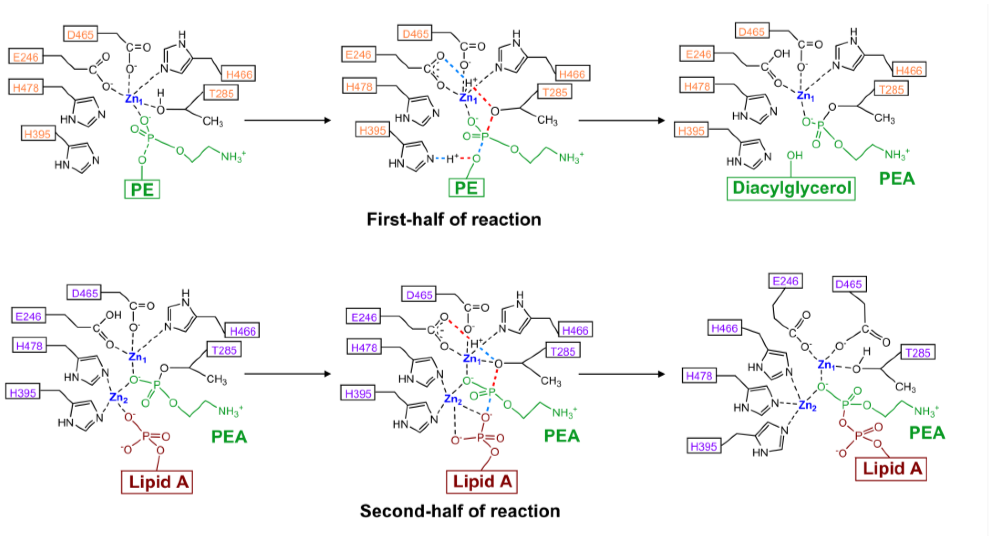 Antibiotics 12 01382 g007