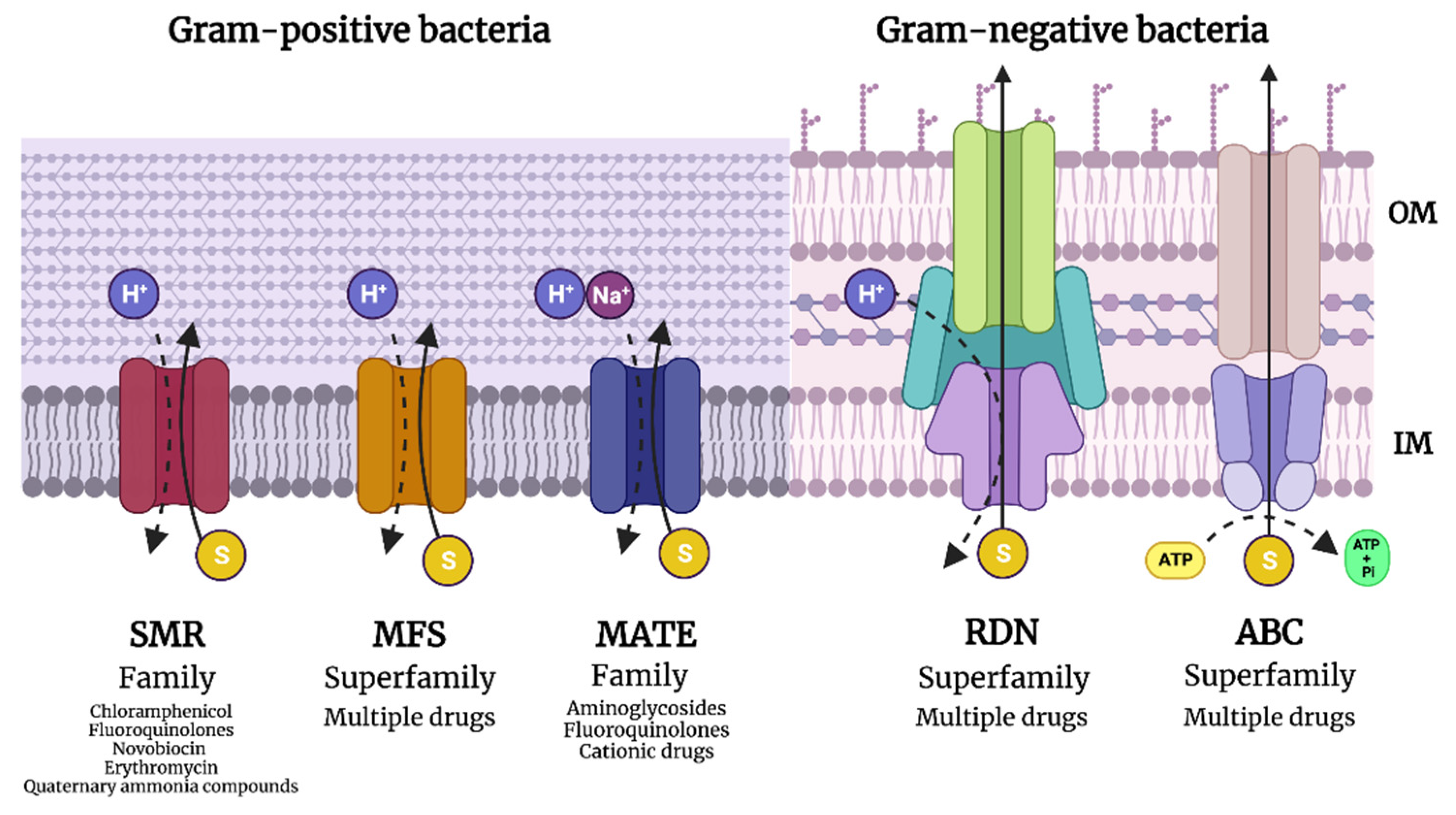 Antibiotics 12 01437 g001
