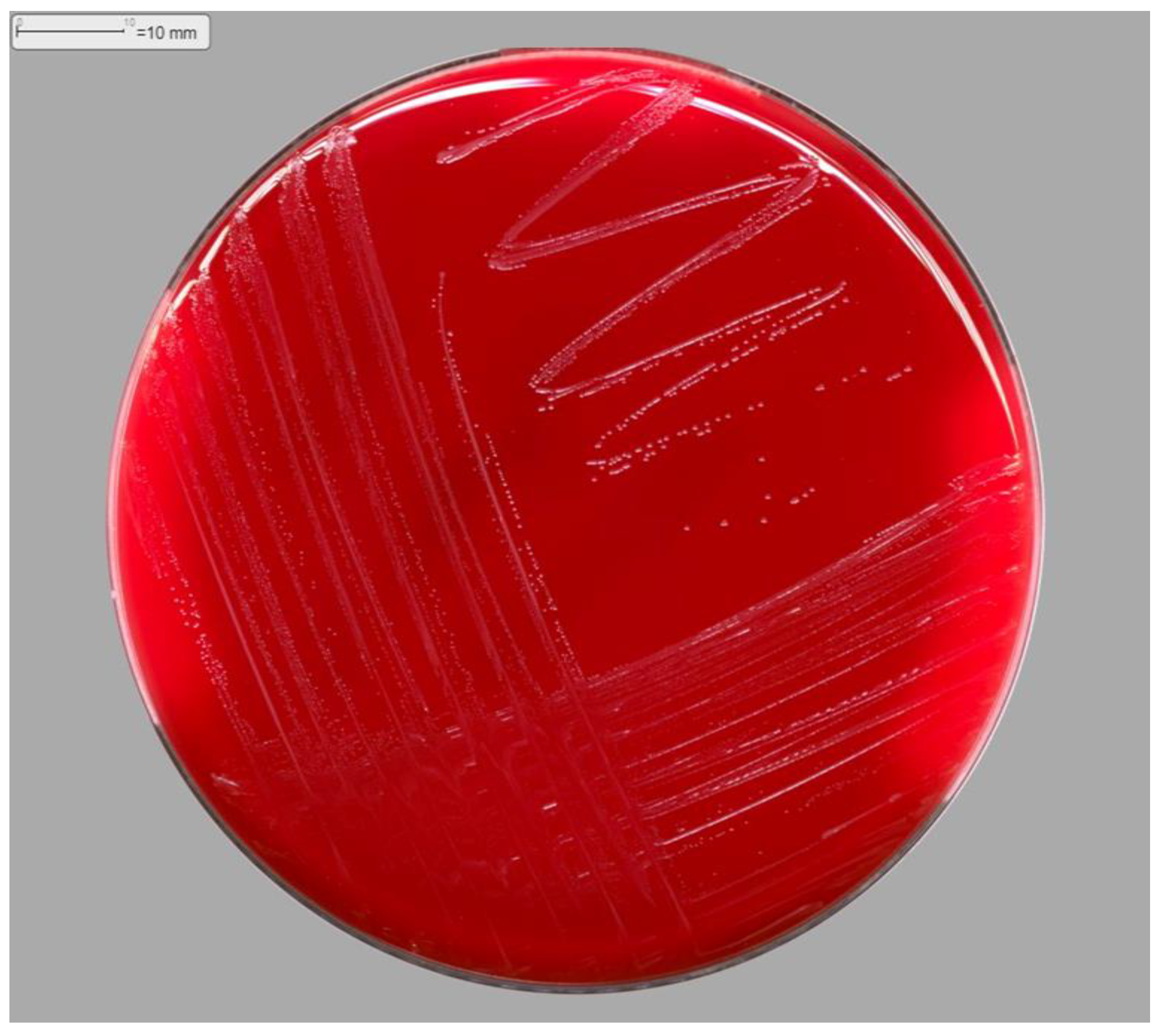 Antibiotics 12 01470 g001