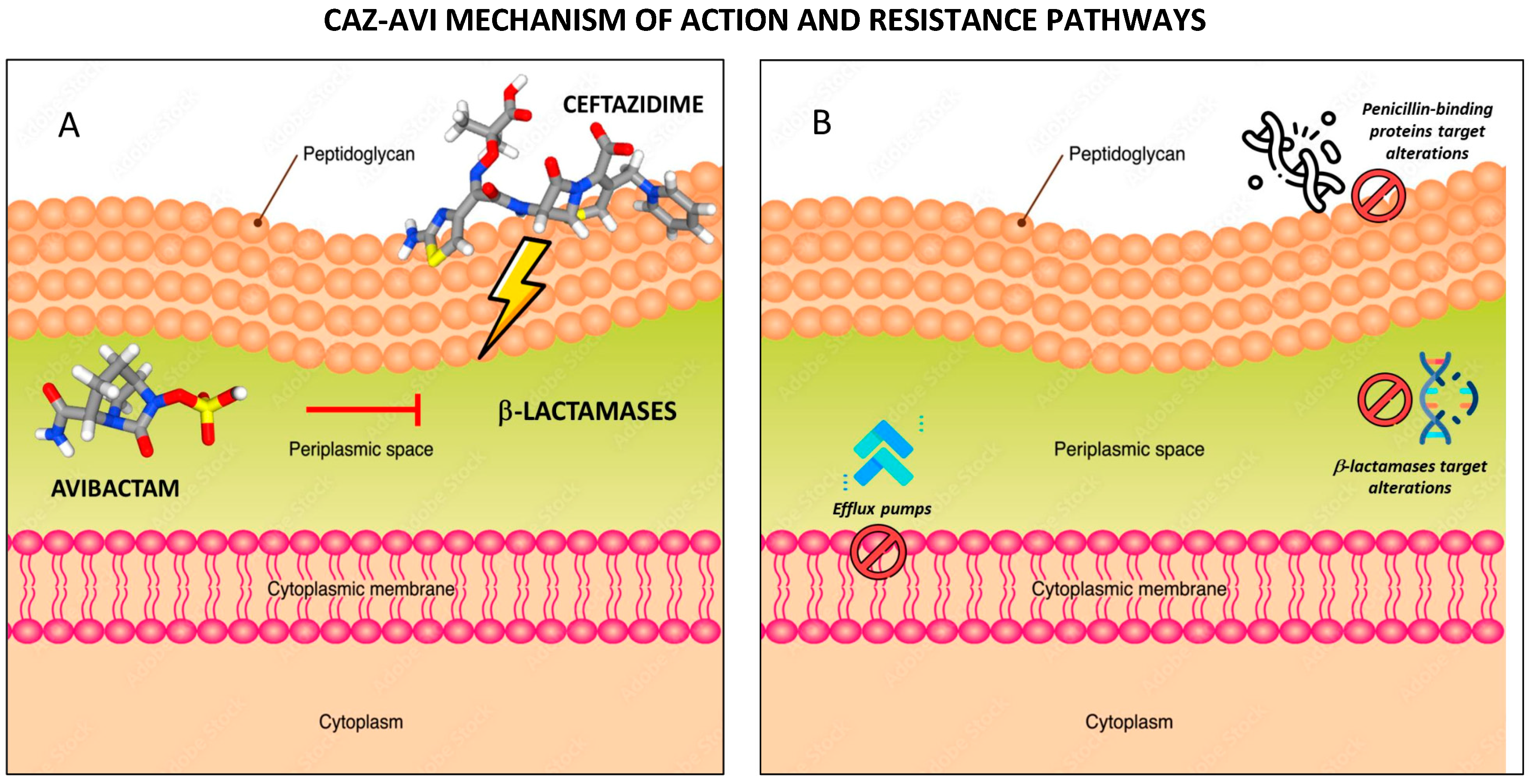 Antibiotics 12 01521 g002