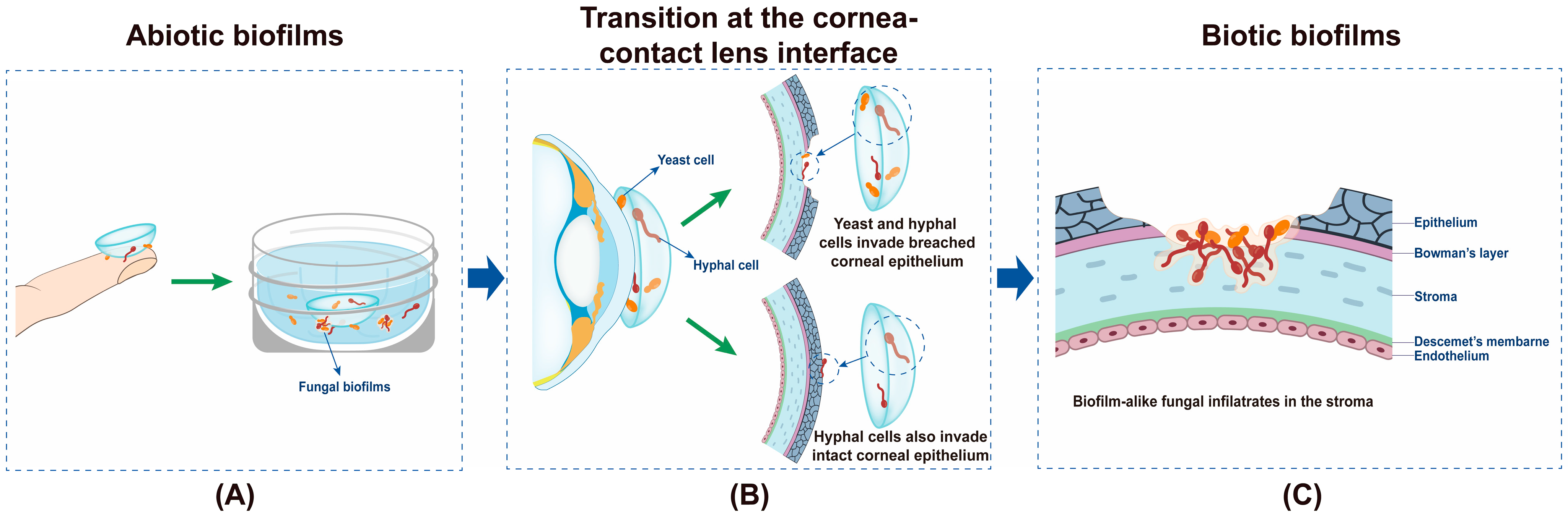 Antibiotics 12 01533 g001