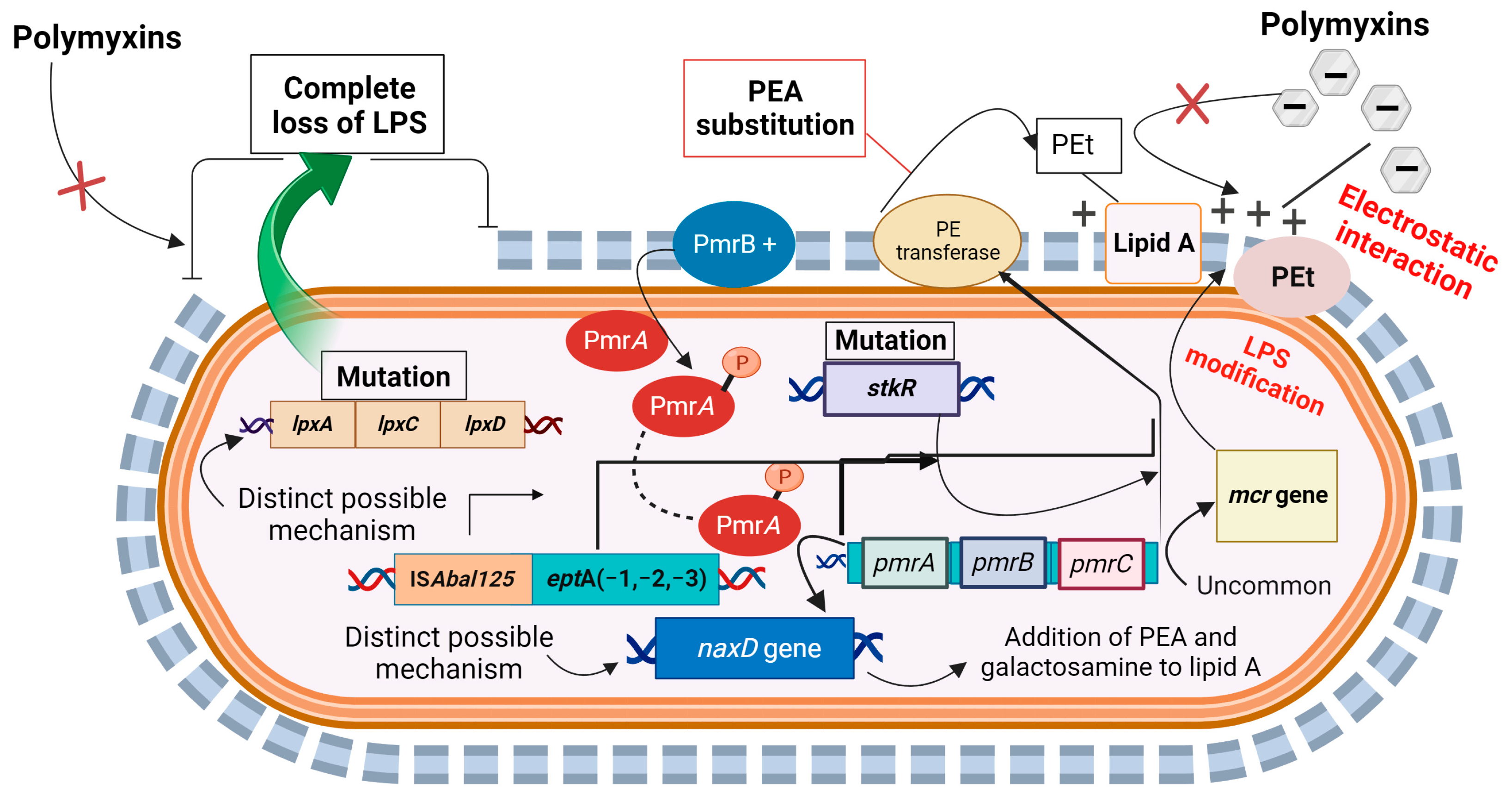 Antibiotics 12 01597 g003
