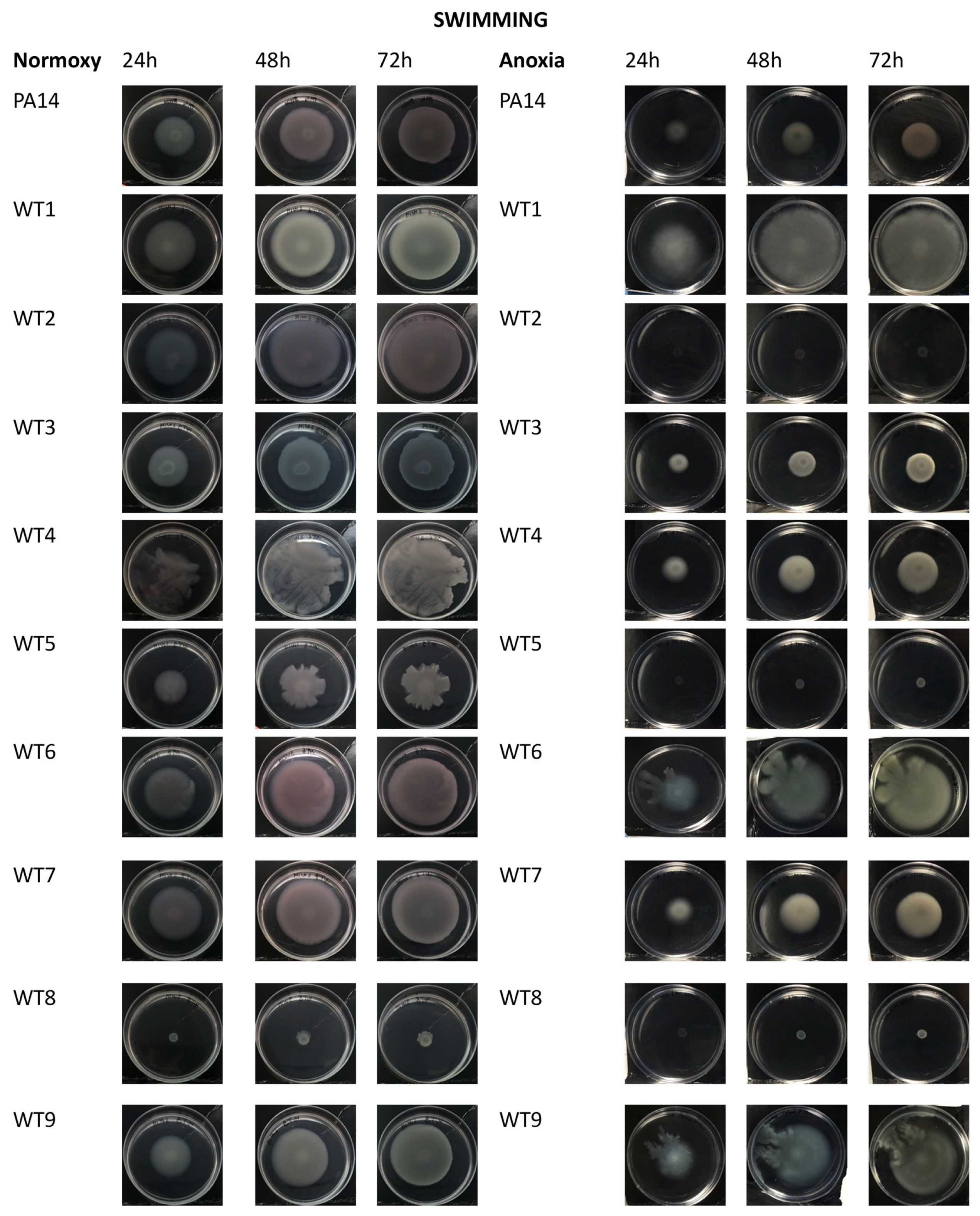 Antibiotics 13 00001 g006a