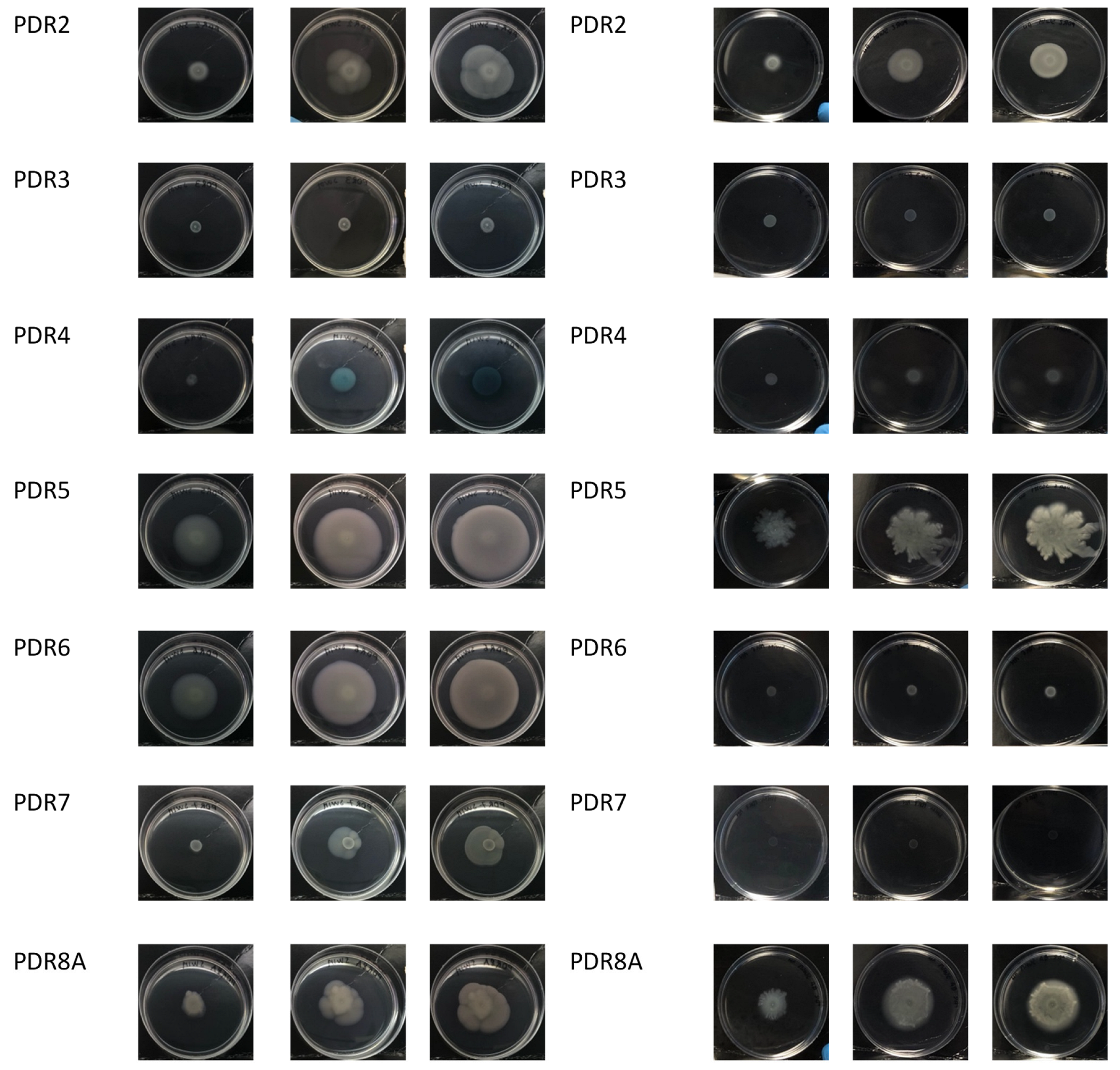 Antibiotics 13 00001 g006c