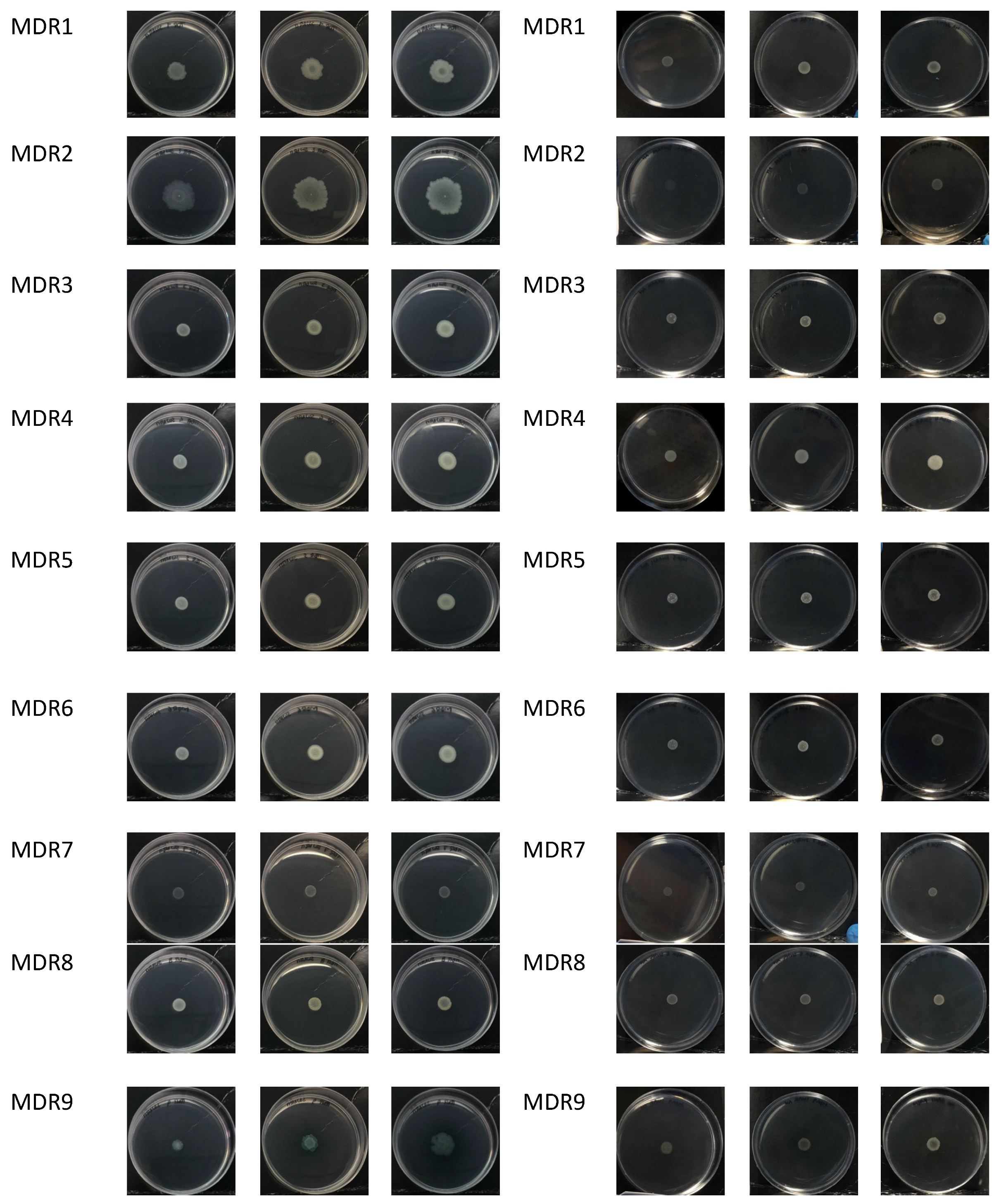 Antibiotics 13 00001 g007b