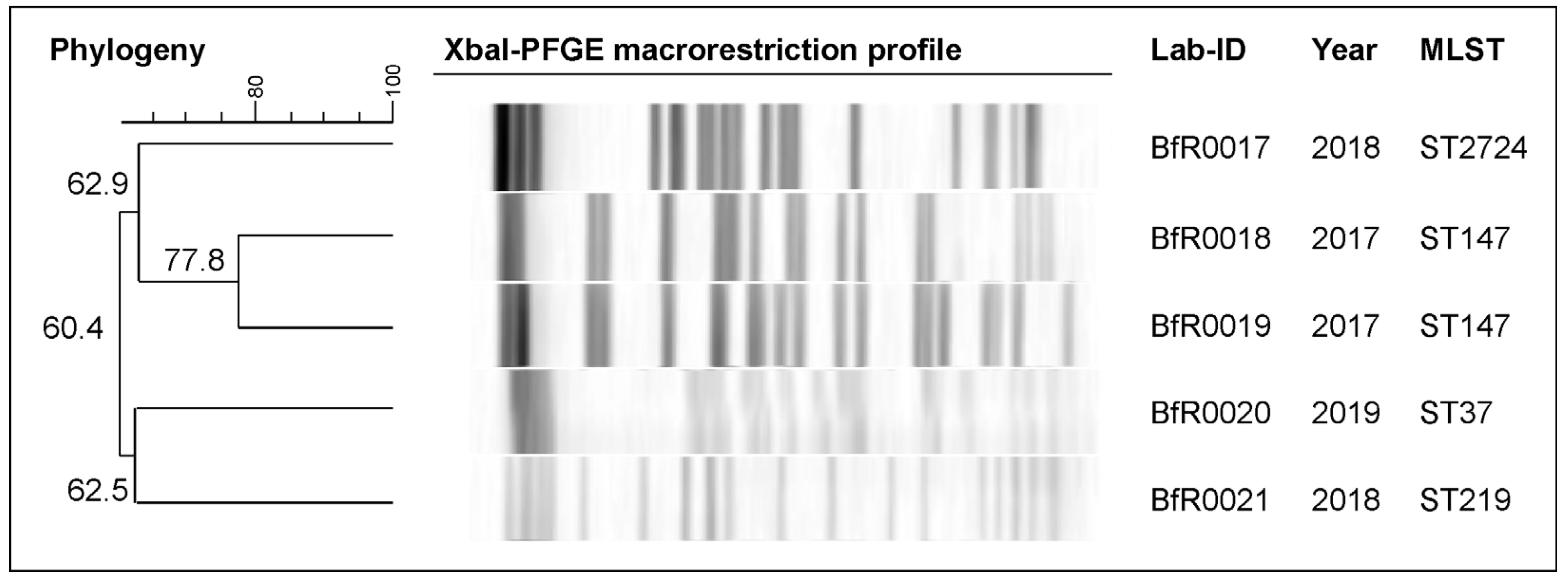 Antibiotics 13 00014 g001