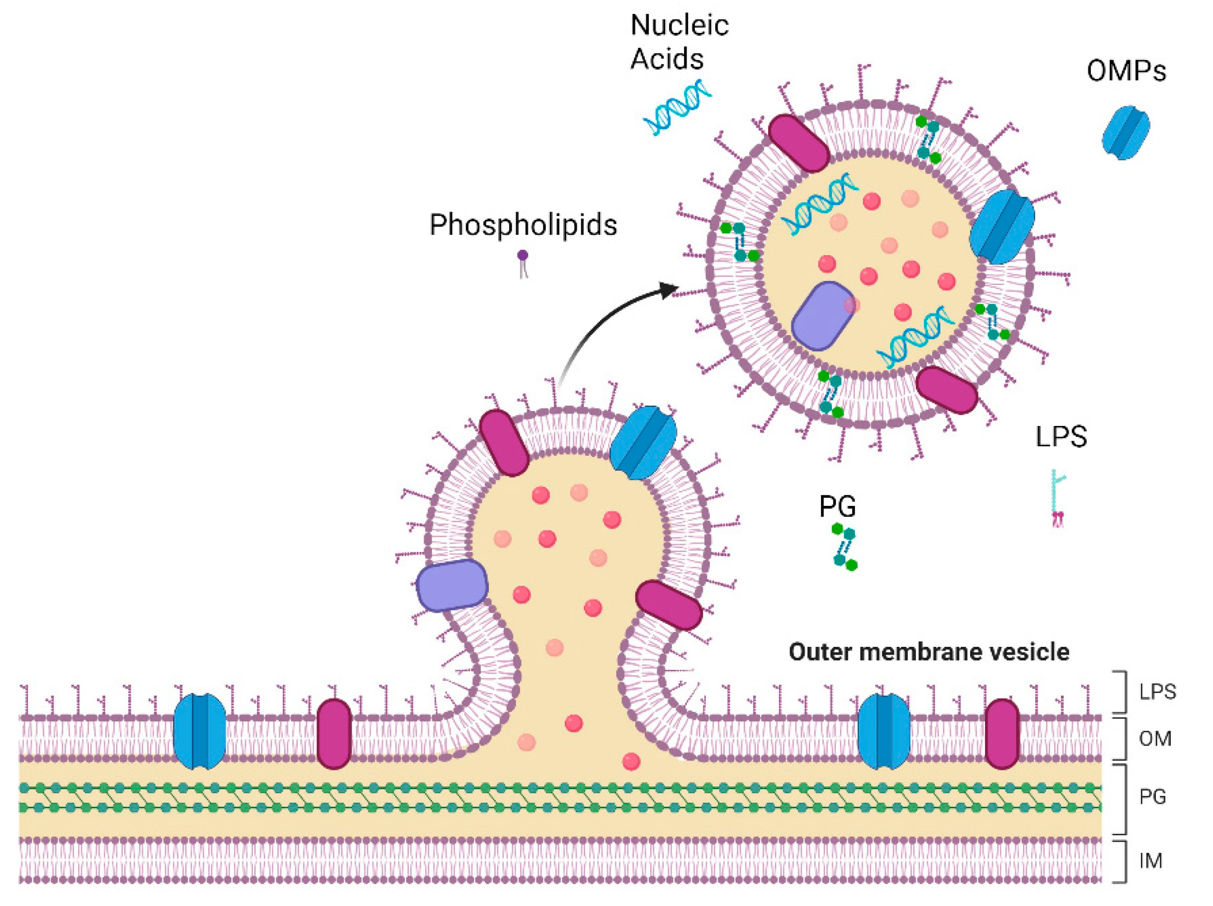 Antibiotics 13 00032 g001