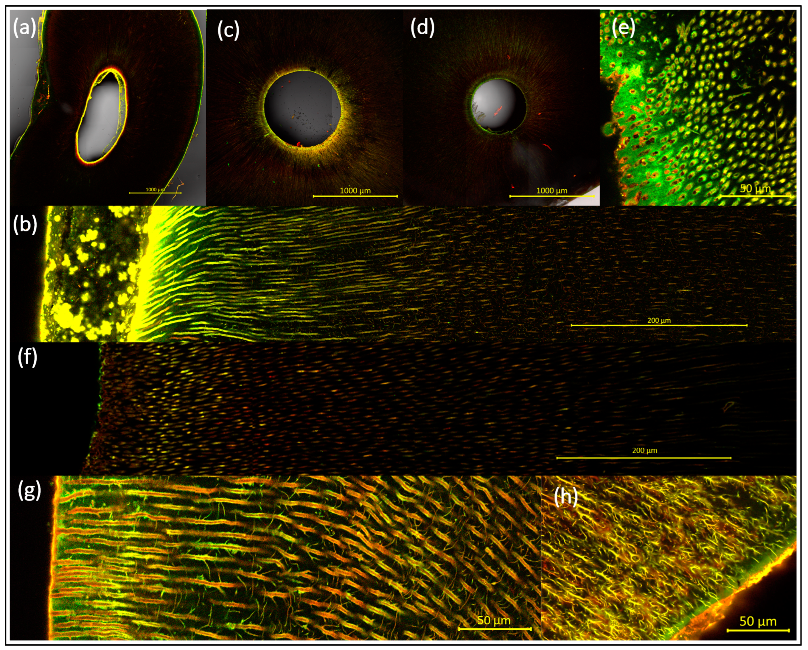Antibiotics 13 00054 g001
