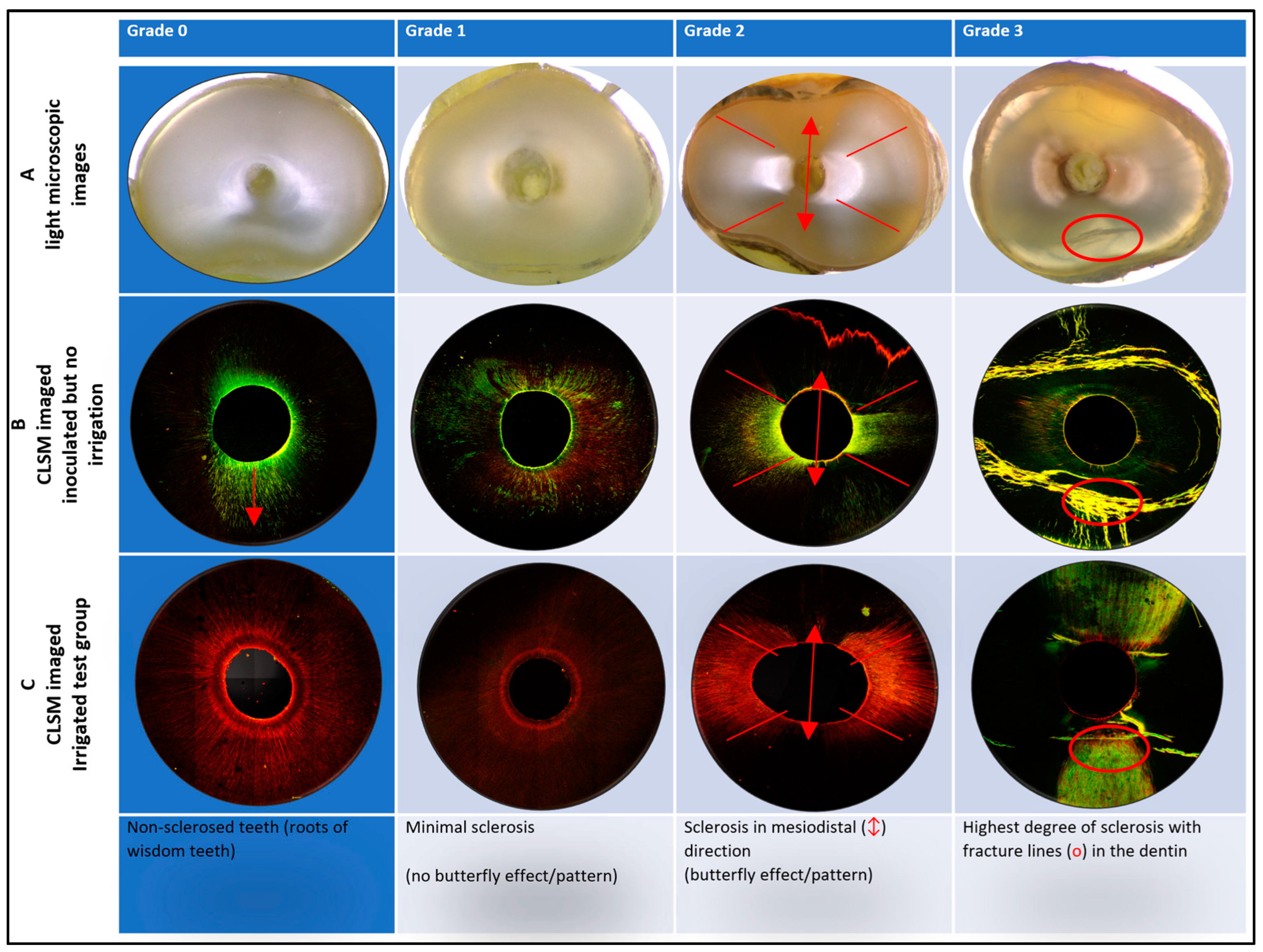 Antibiotics 13 00054 g002