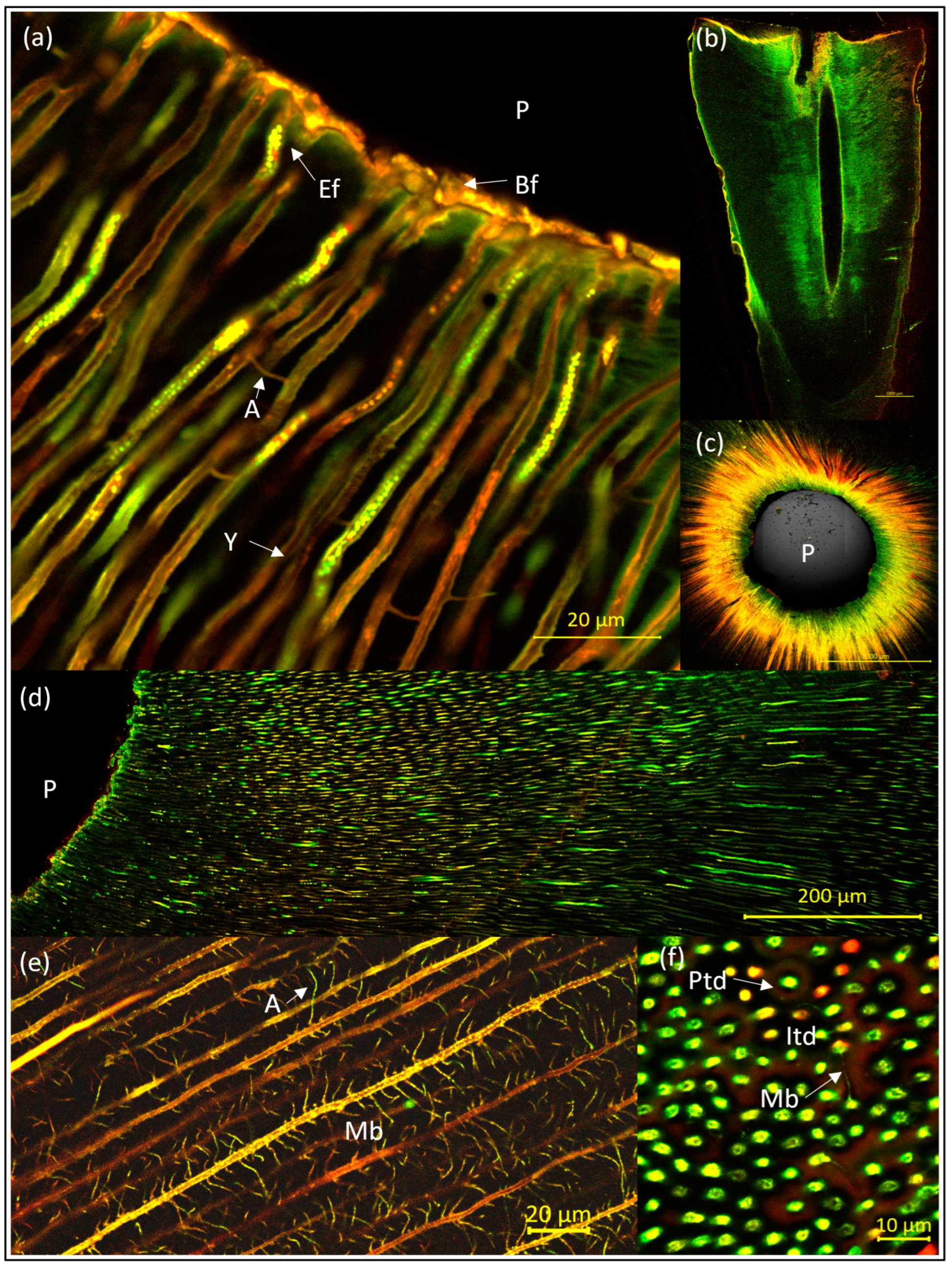 Antibiotics 13 00054 g003