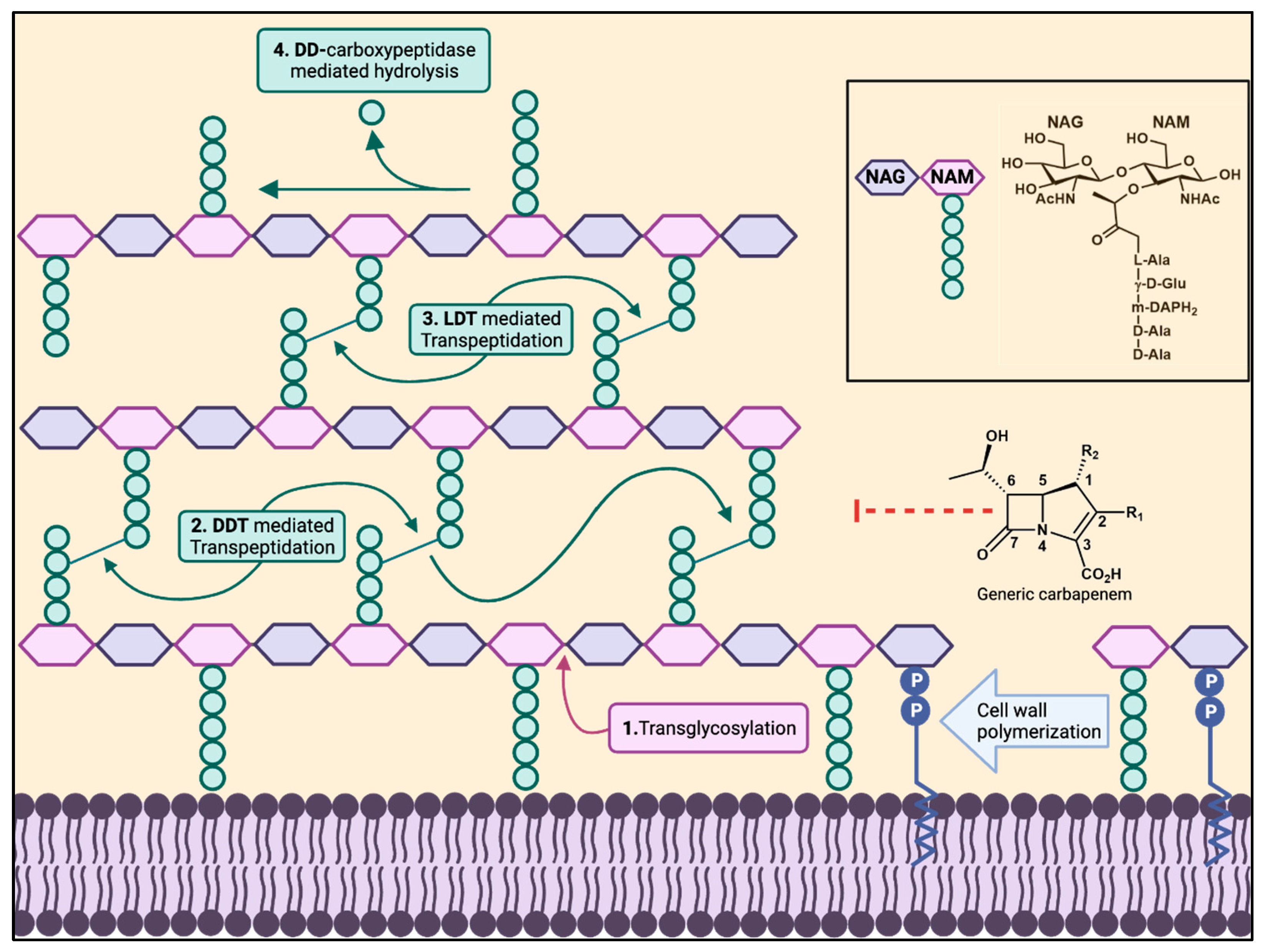 Antibiotics 13 00059 g001