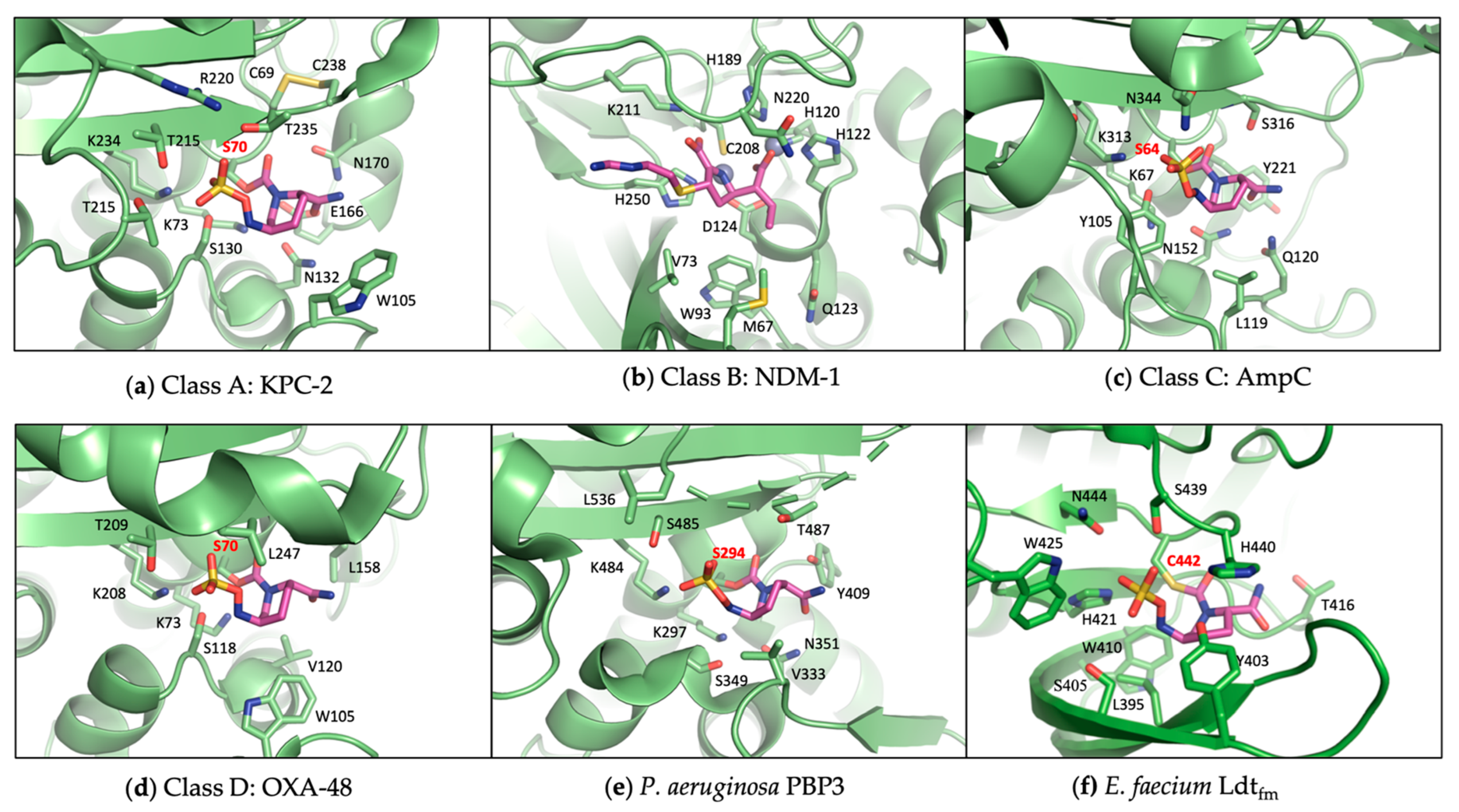 Antibiotics 13 00059 g004