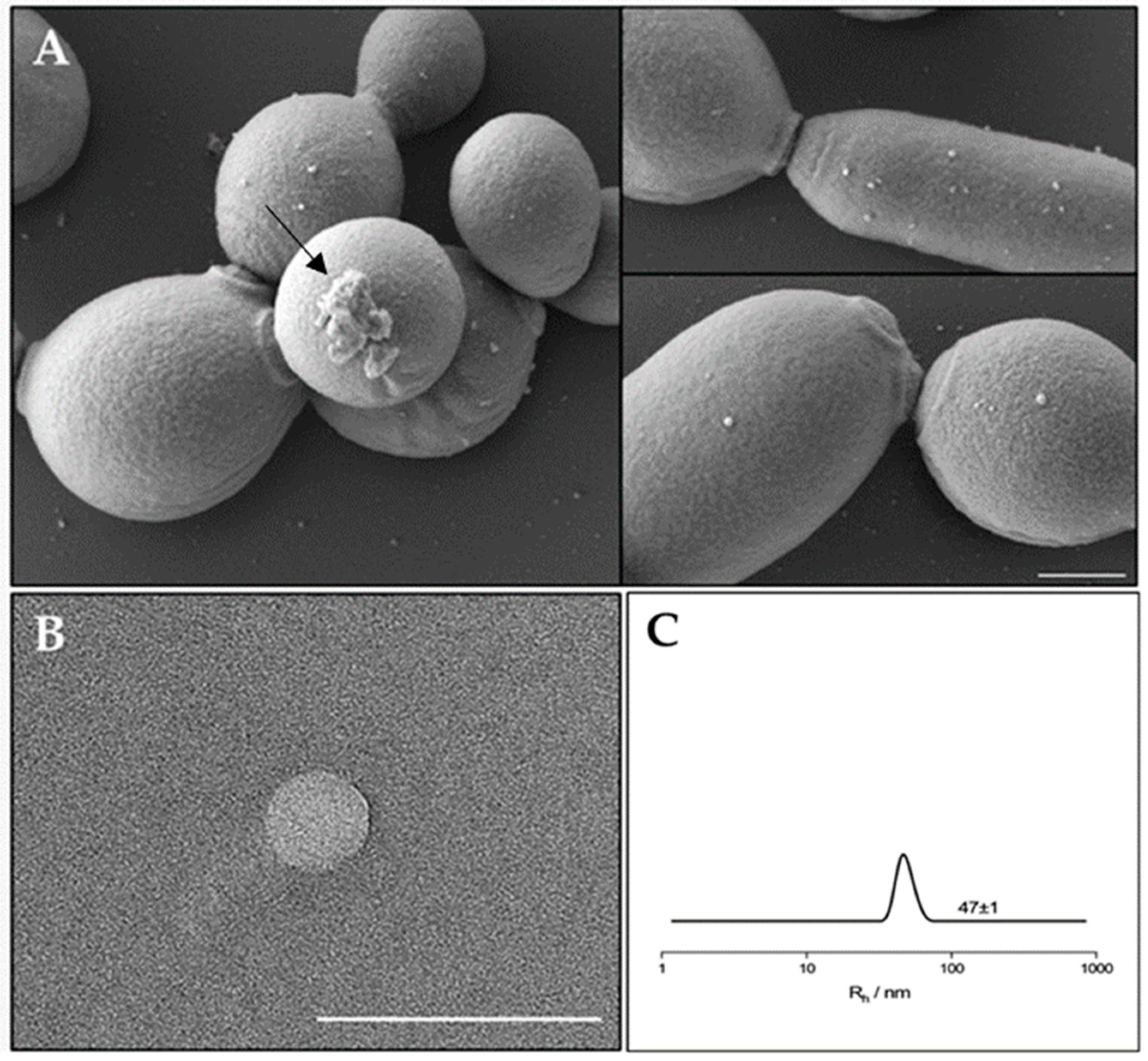 Antibiotics 13 00080 g001