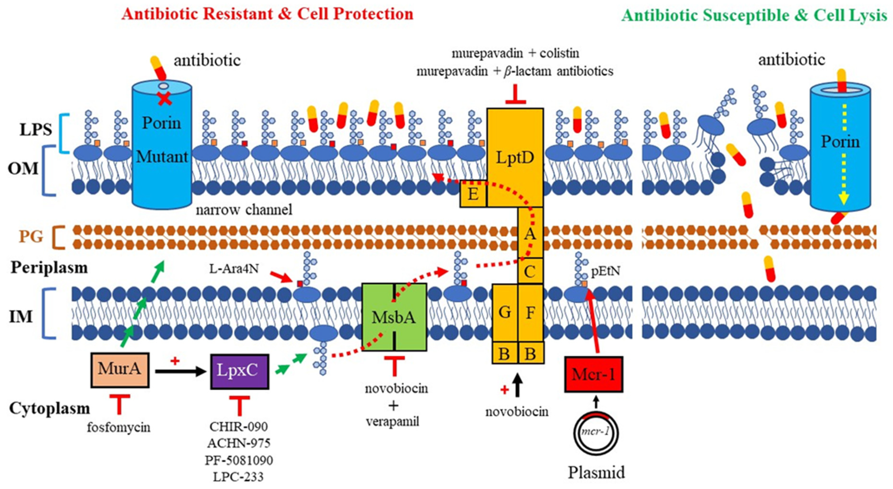 Antibiotics 13 00119 g001