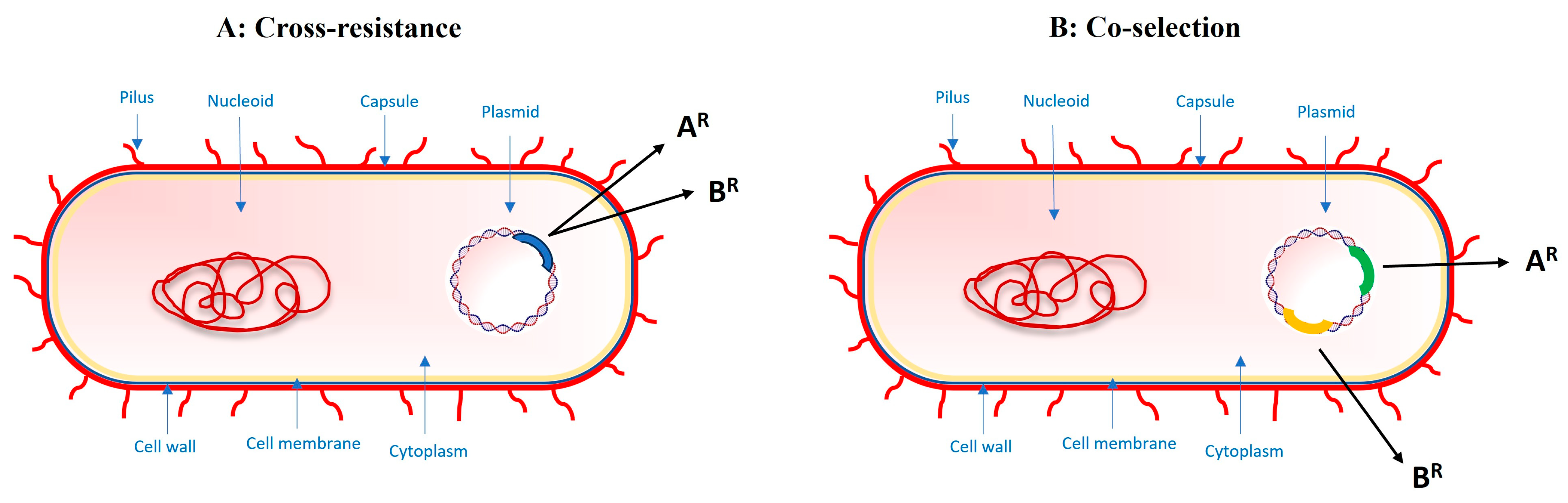 Antibiotics 13 00129 g002
