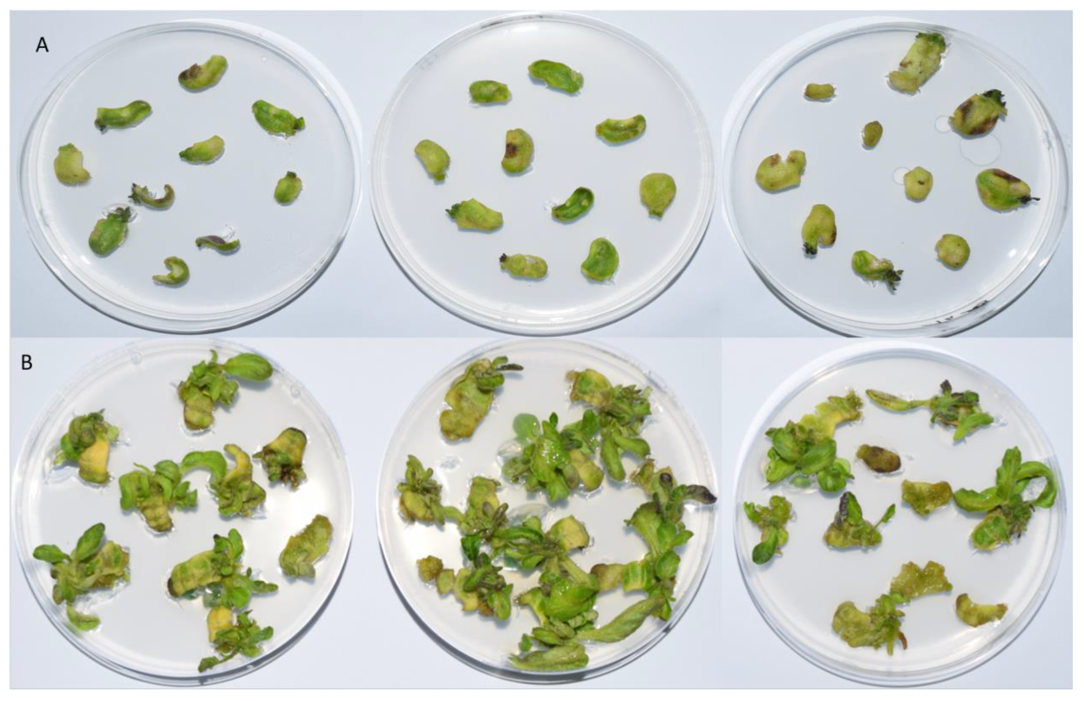 Antibiotics 13 00133 g005