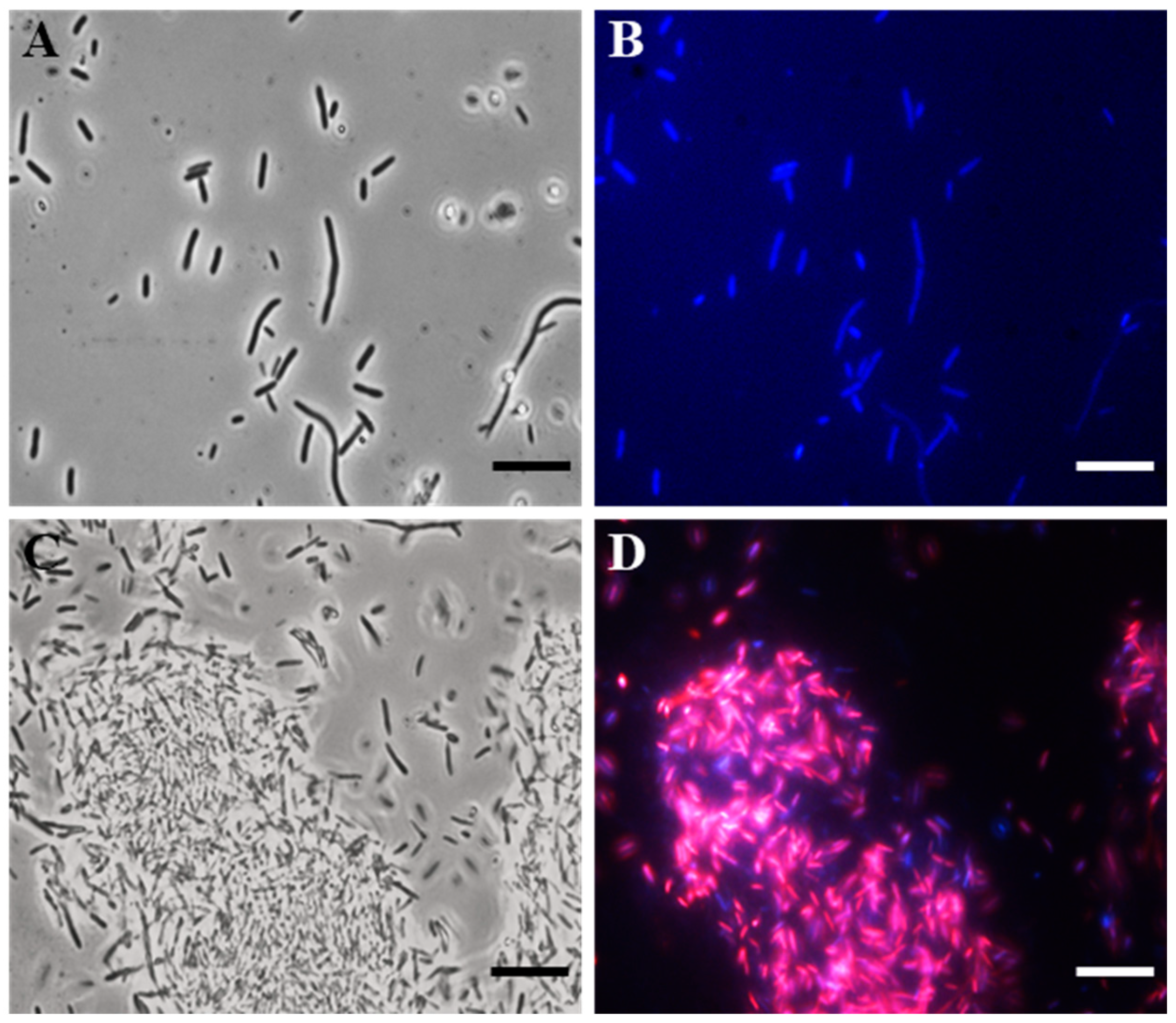 Antibiotics 13 00145 g002