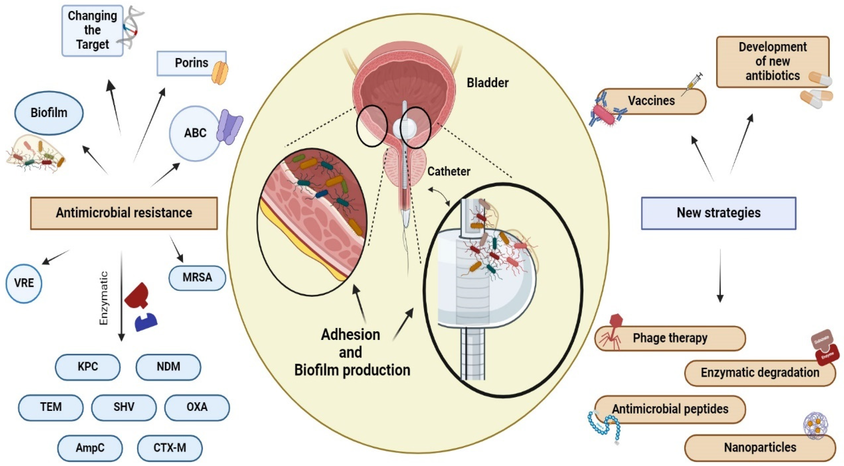 Antibiotics 13 00154 g003