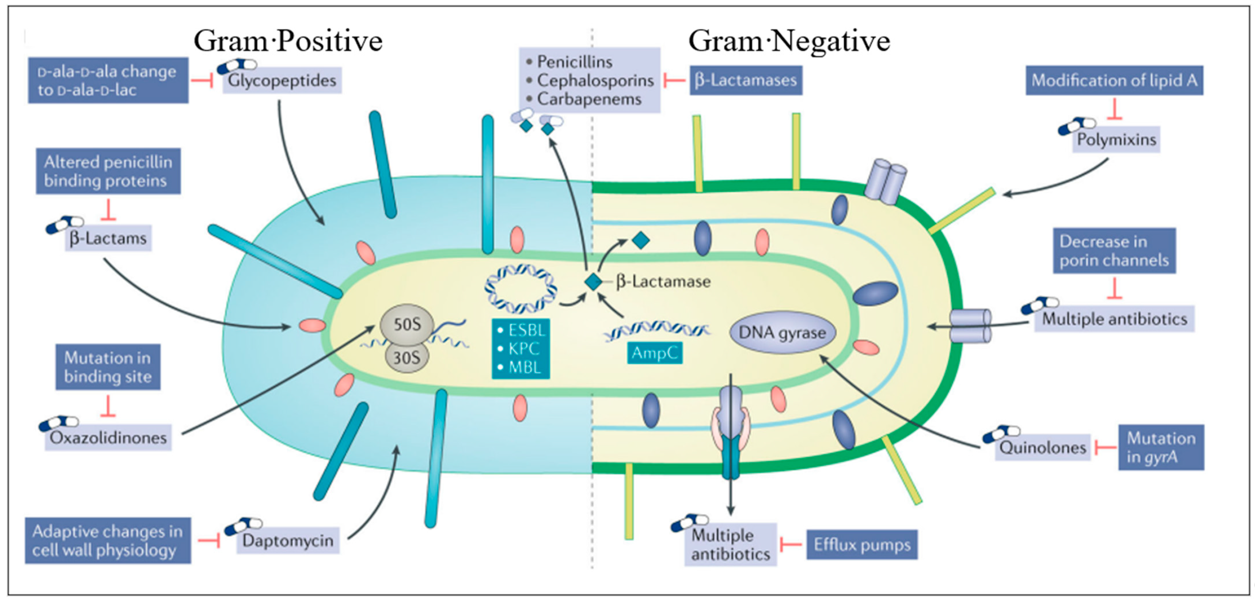 Antibiotics 13 00162 g001