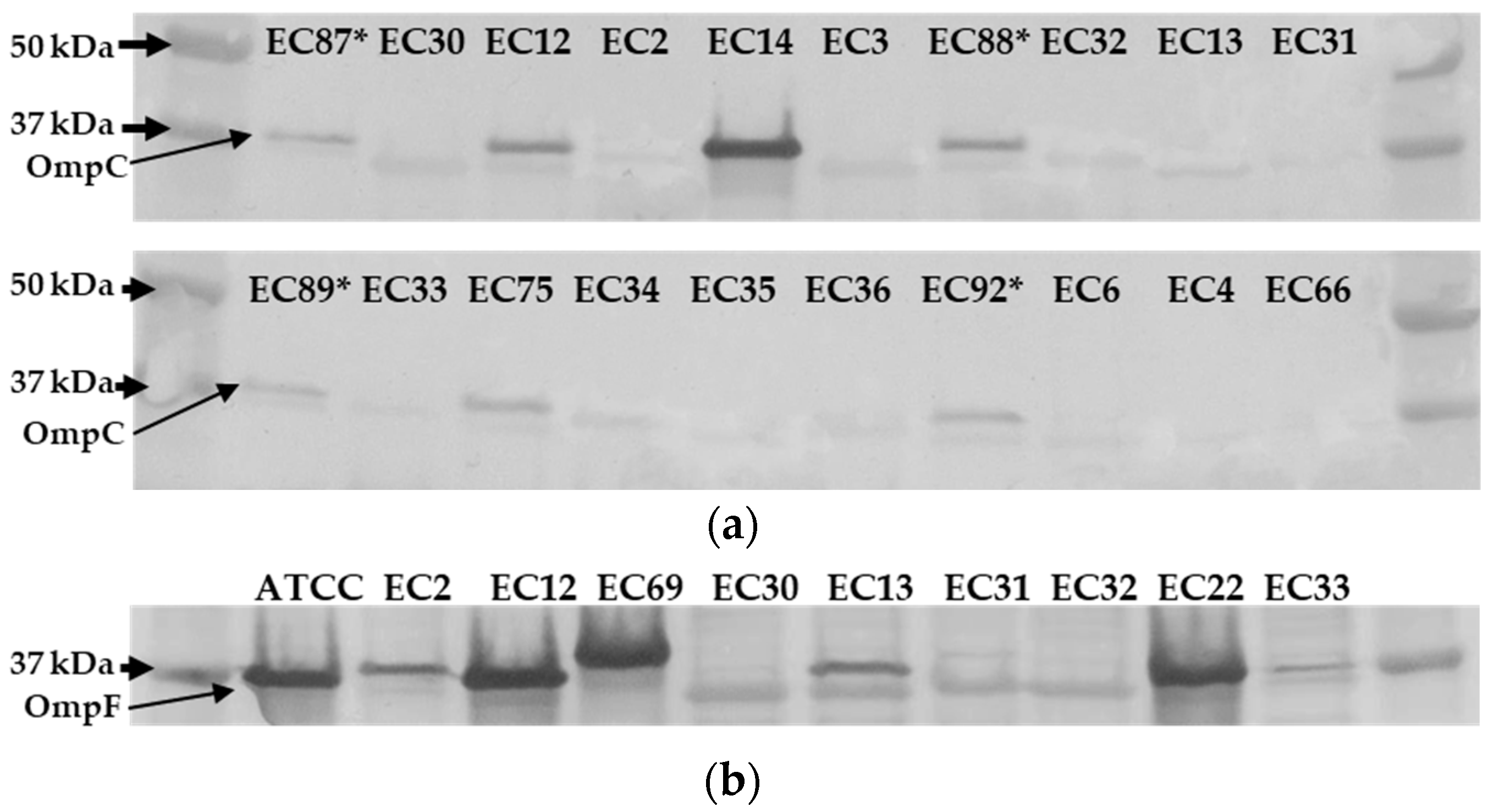 Antibiotics 13 00185 g003