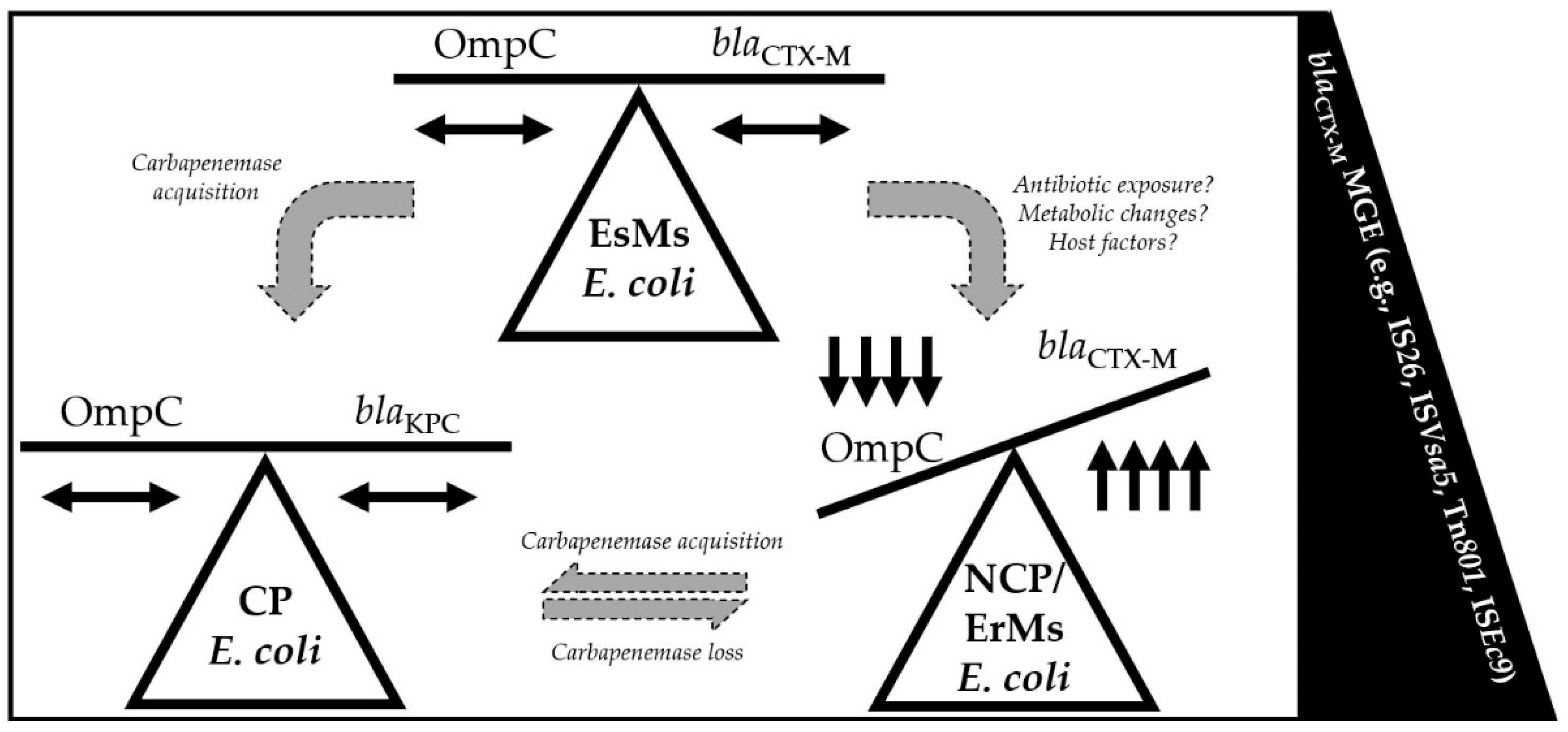 Antibiotics 13 00185 g004
