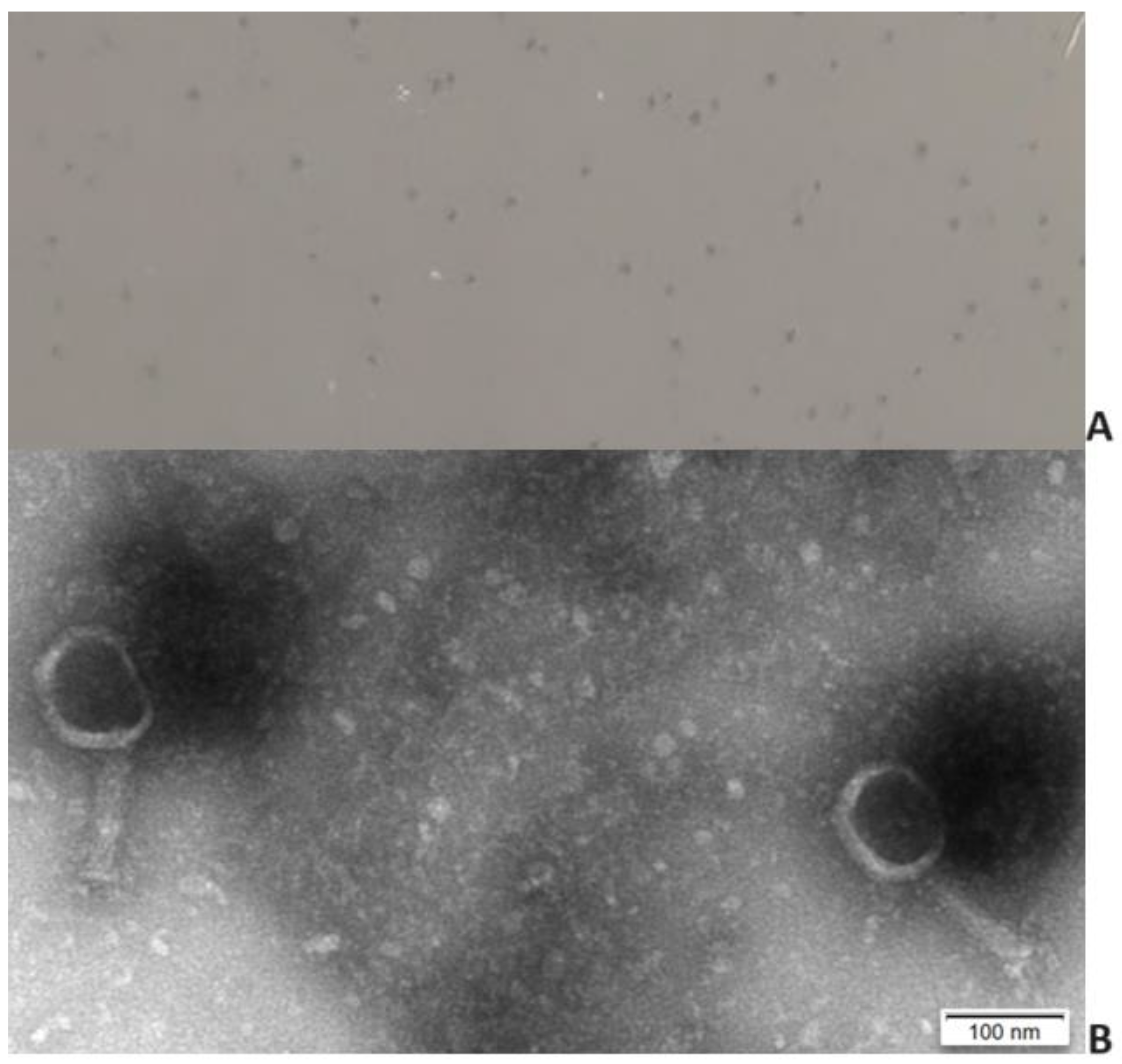 Antibiotics 13 00195 g001