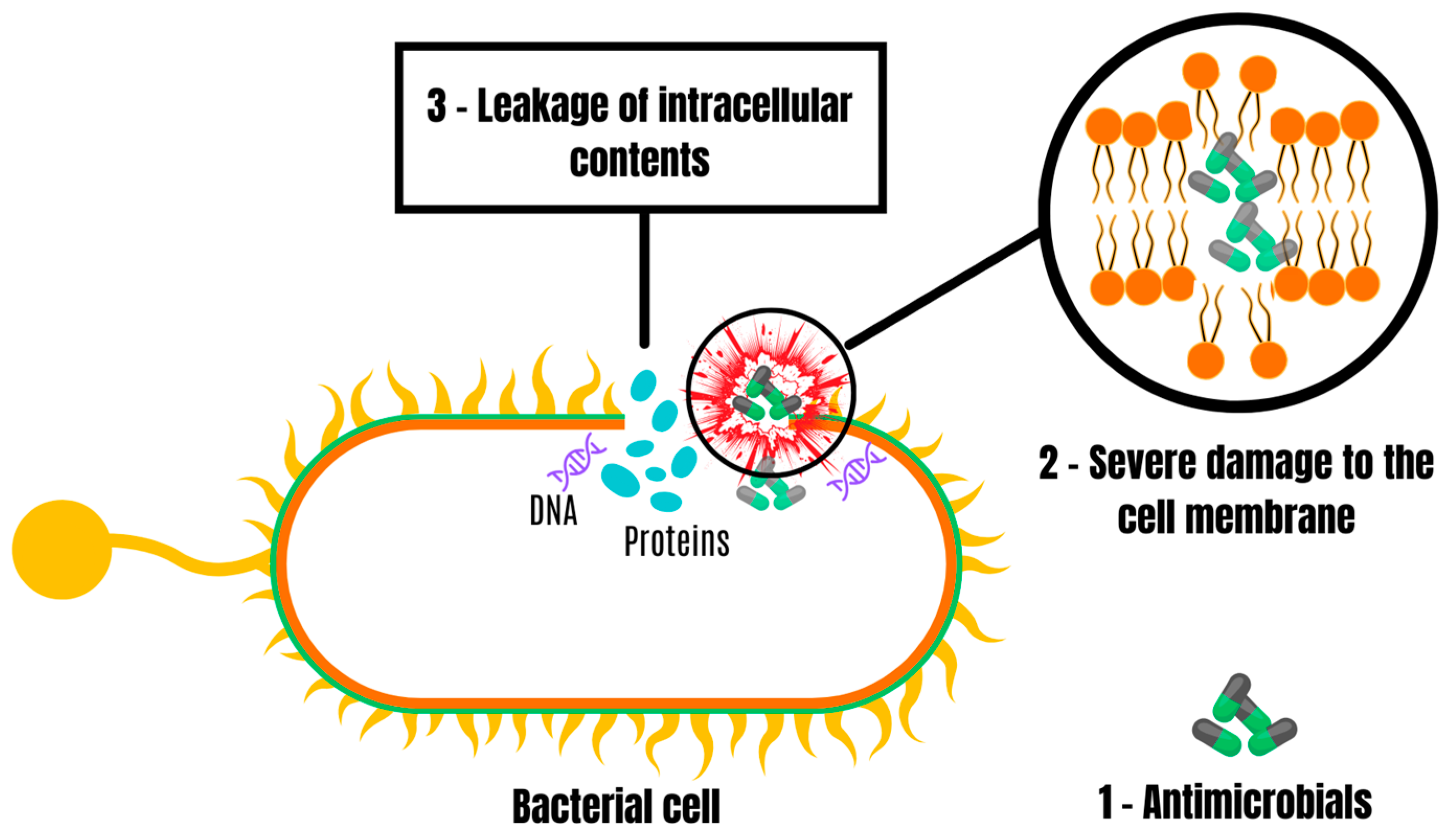 Antibiotics 13 00205 g005